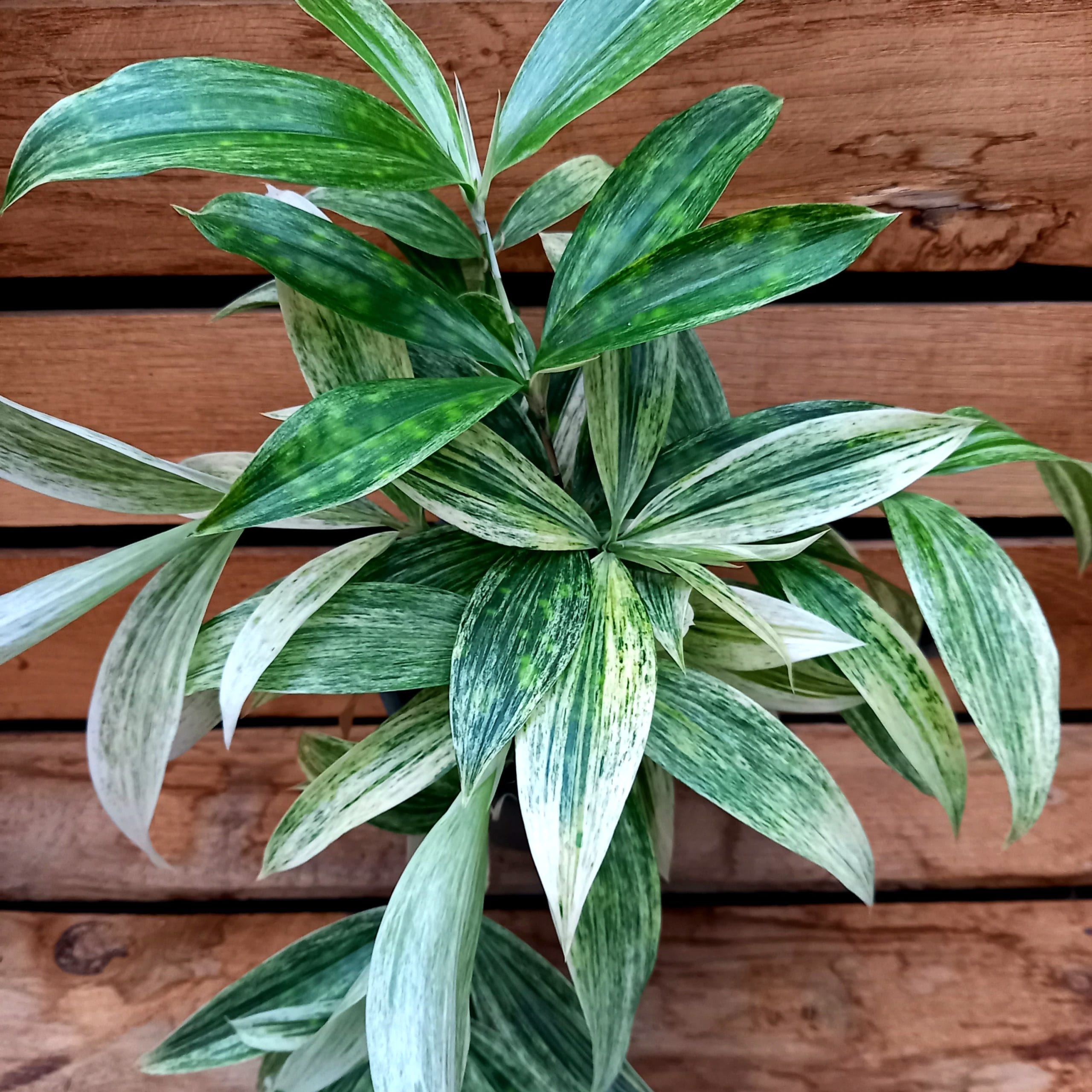 dracaena silver plant Dracaena godseffiana 'Silver' – Secret Garden Plant Shop