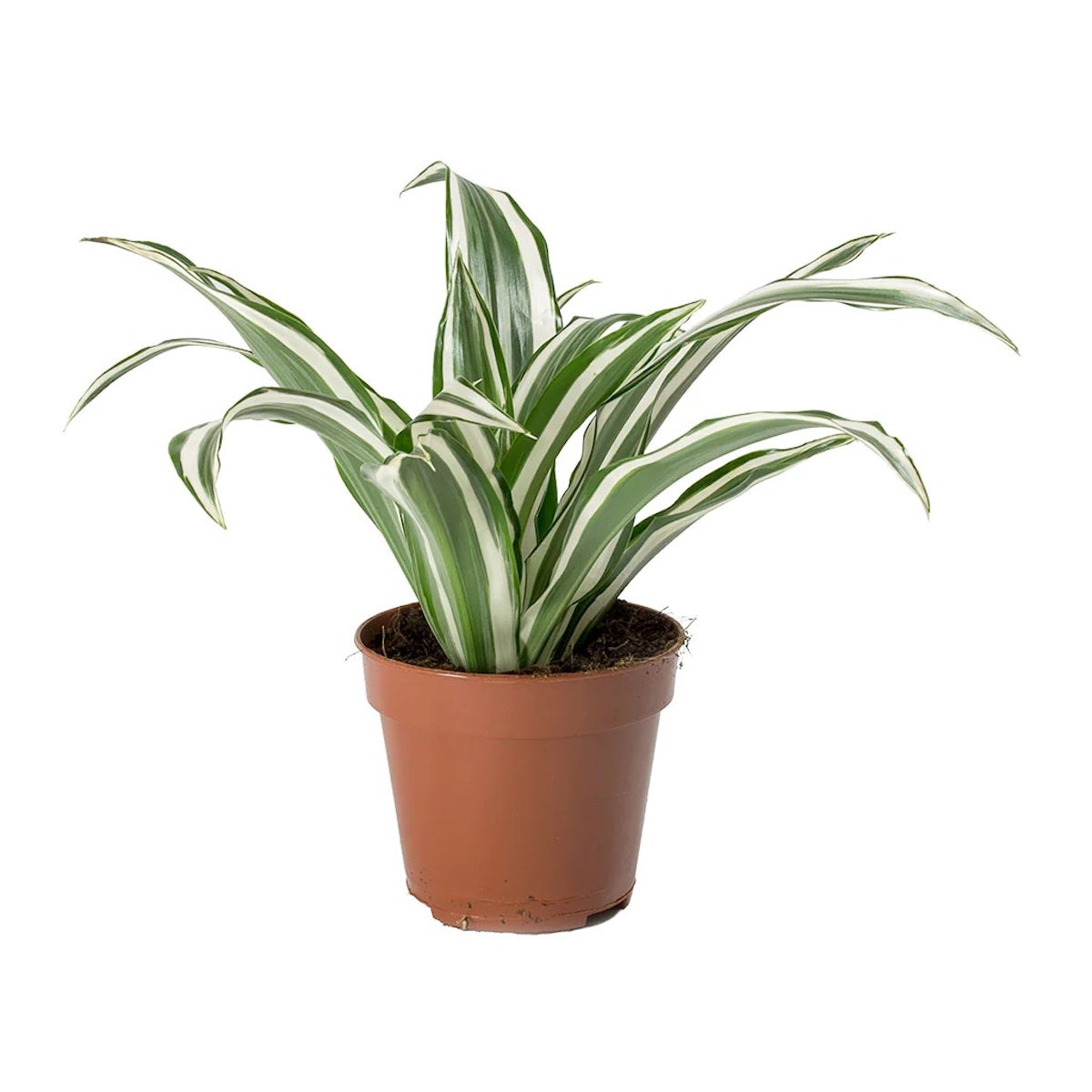 dracaena blanca Dracaena fragrans 'Joya Blanca' – Secret Garden Plant Shop