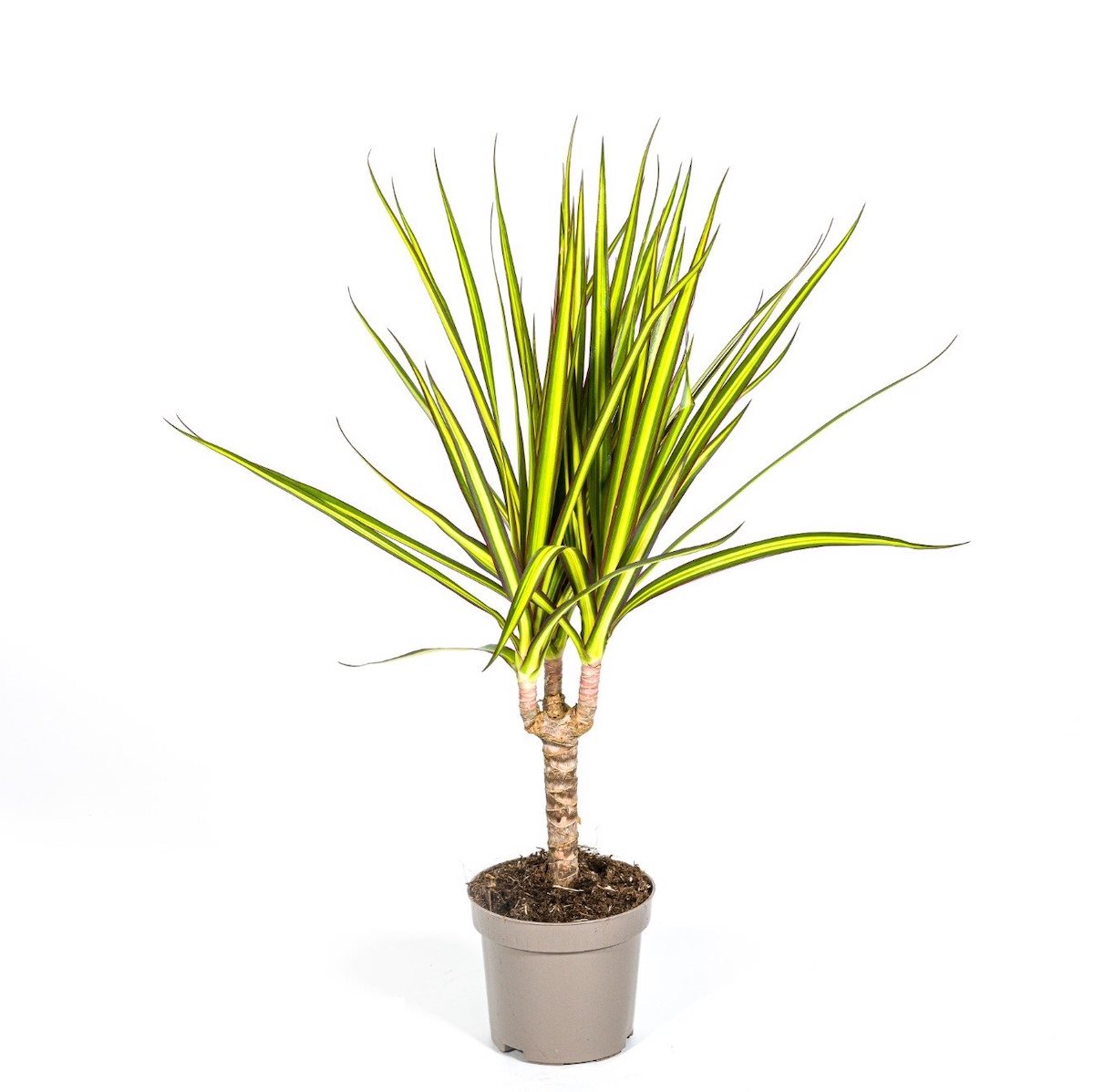 dracaena sunray Dracaena marginata 'Sunray' D12 – Secret Garden Plant Shop