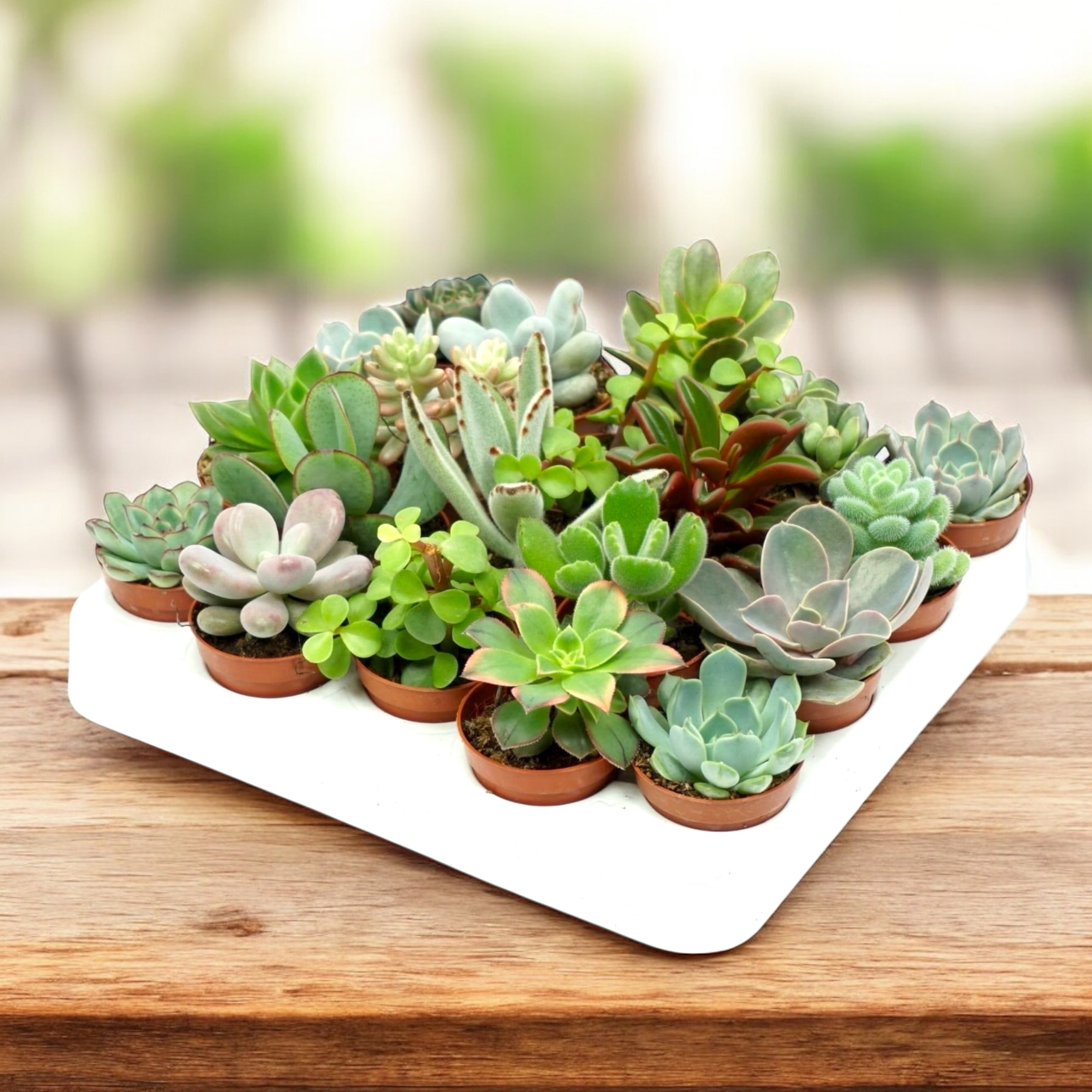 Plante suculente mini mix - set de 20 buc – Secret Garden Plant Shop