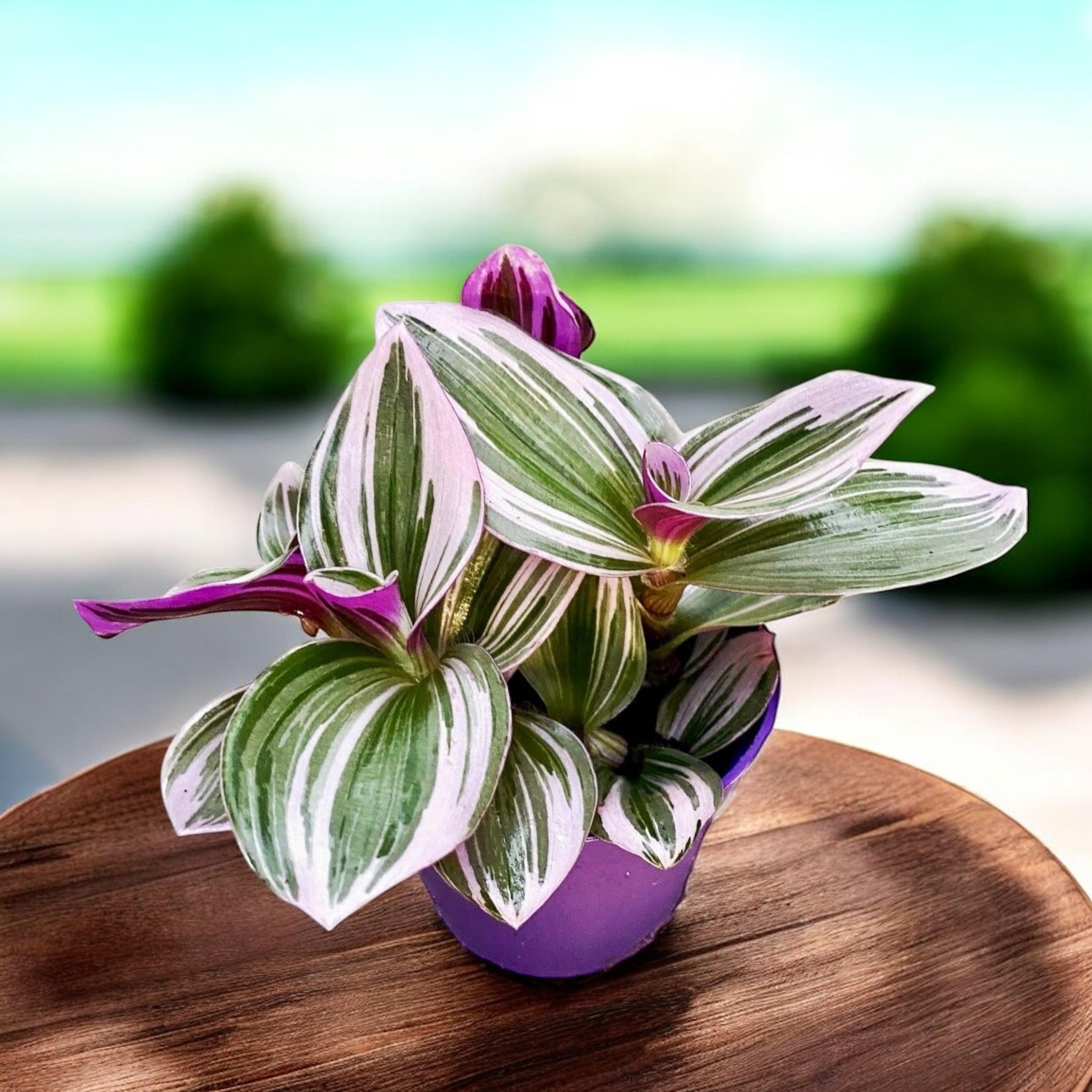 10+ Tradescantia Albiflora Tradescantia albiflora 'Nanouk' D7 (2-3 plante/ghiveci) – Secret Garden