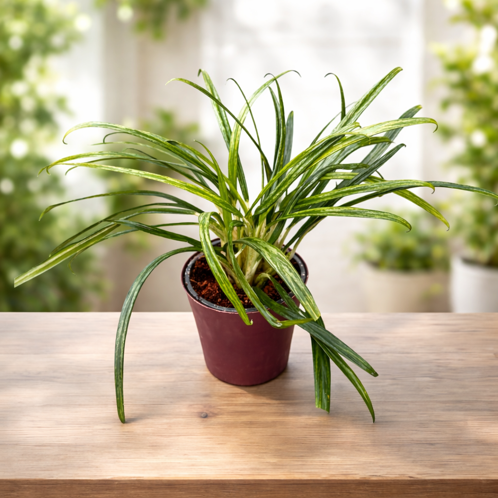 aglaonema spider Aglaonema 'BitKiss' XL – planta de interior cu frunzis ingust, verde v – Secret Garden Plant Shop