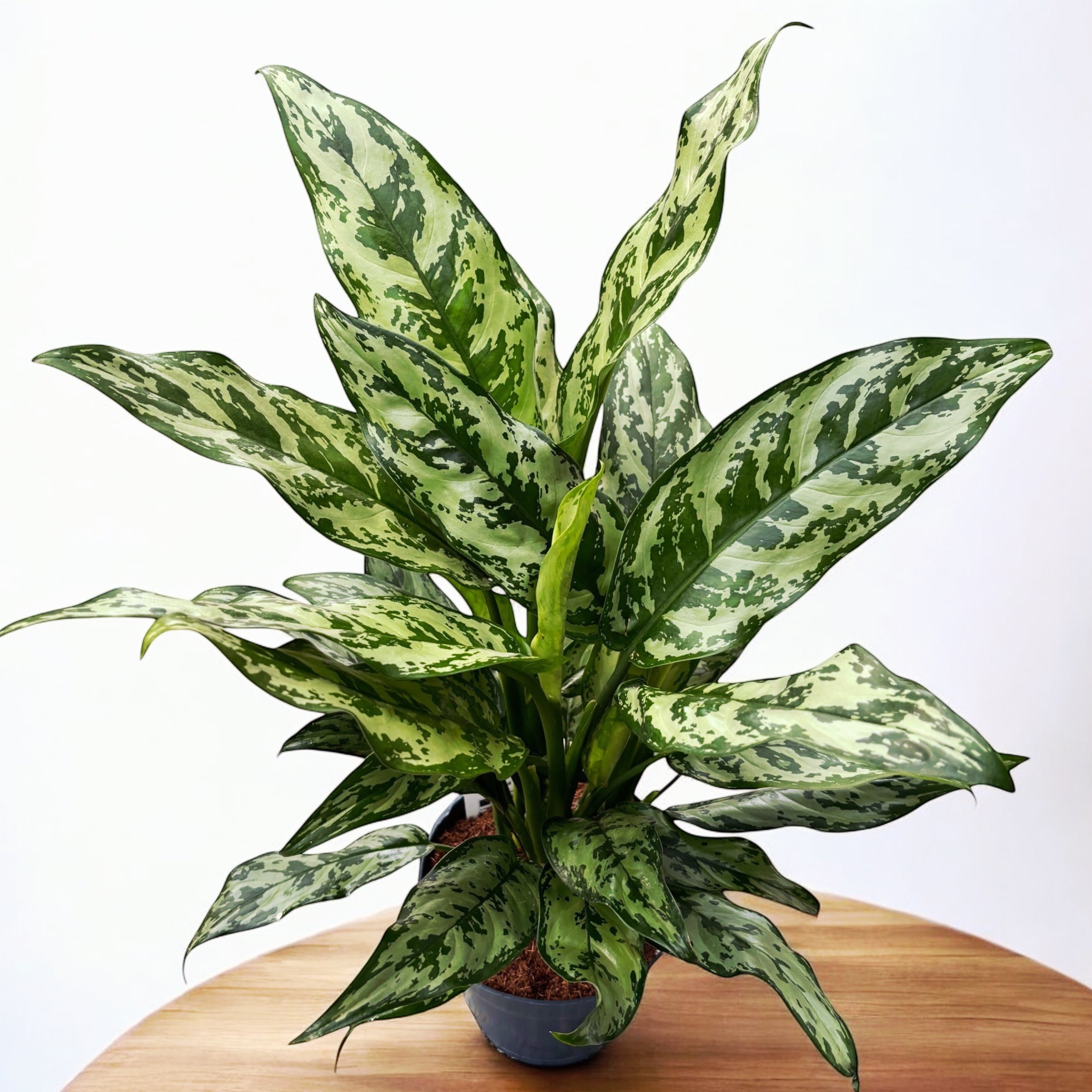 aglaonema romeo Aglaonema 'Romeo'