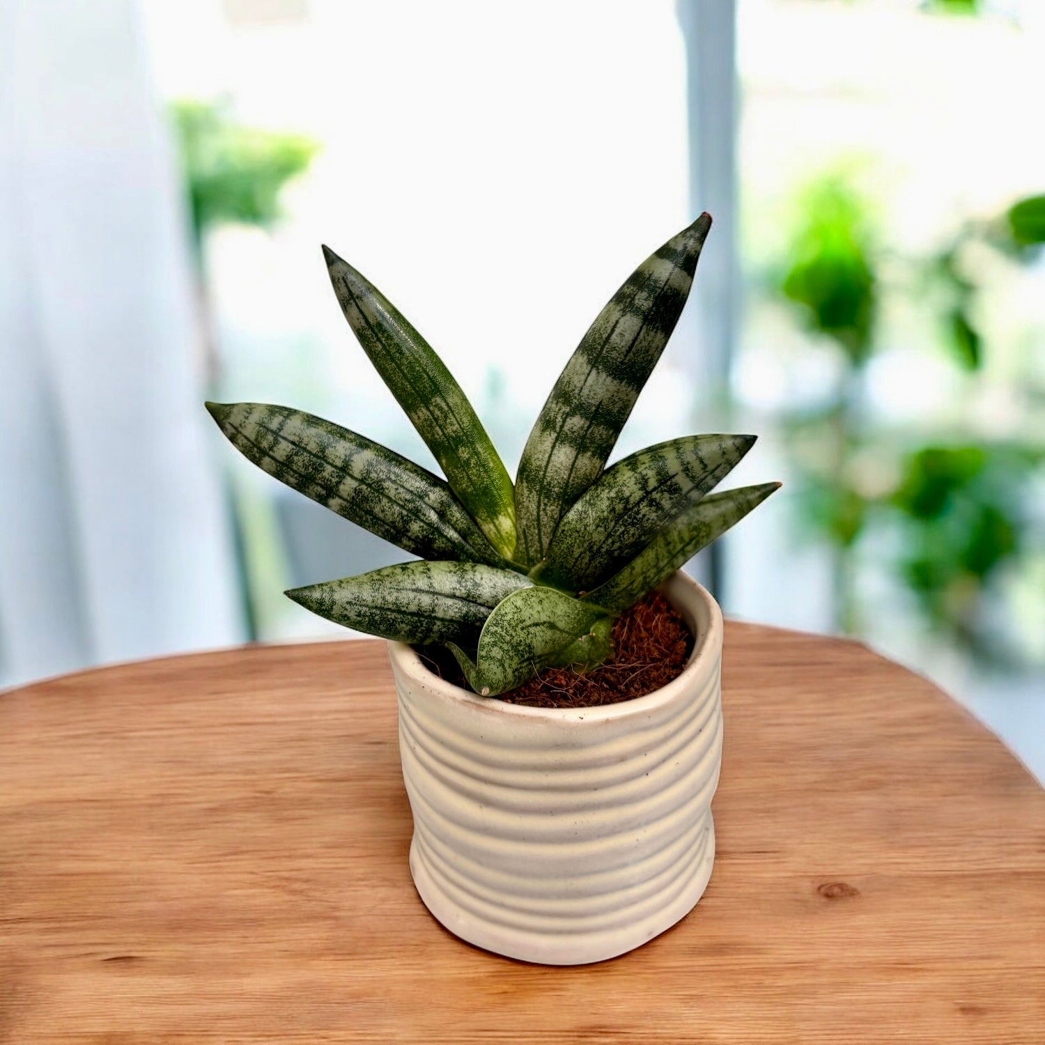 sansevieria boncellensis Sansevieria Boncellensis – Secret Garden Plant Shop