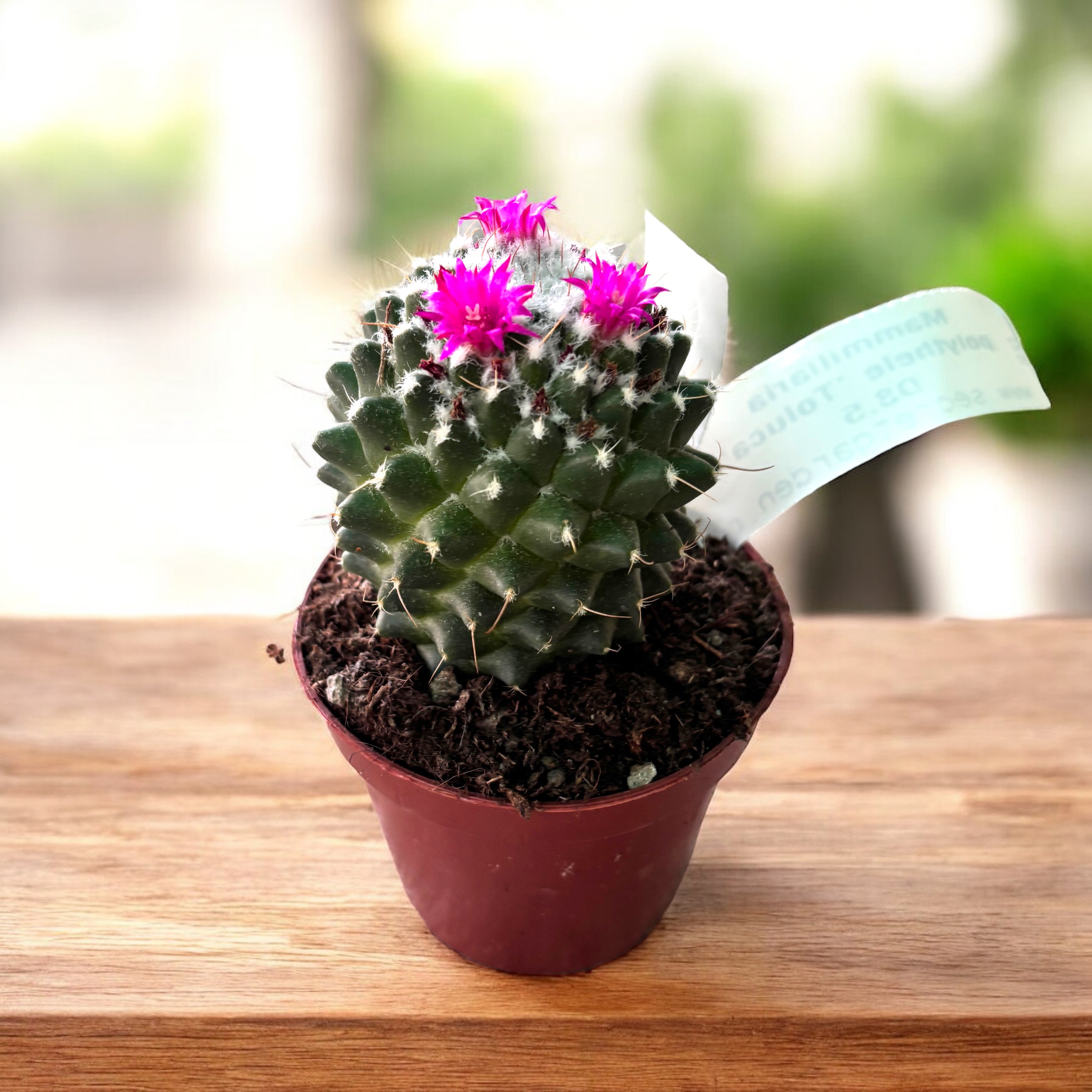 Mammillaria polythele 'Toluca' – Secret Garden Plant Shop