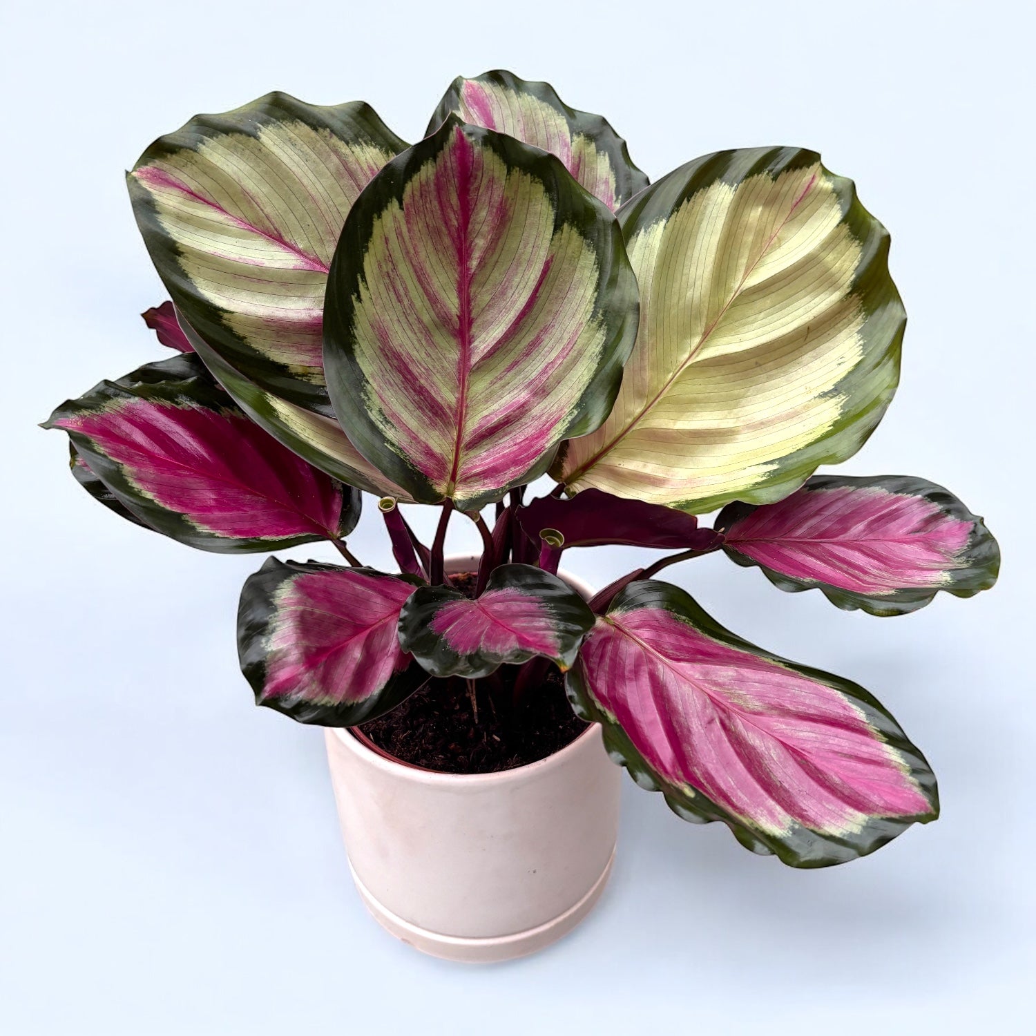Calathea (Goeppertia) 'Rosy' – Secret Garden Plant Shop