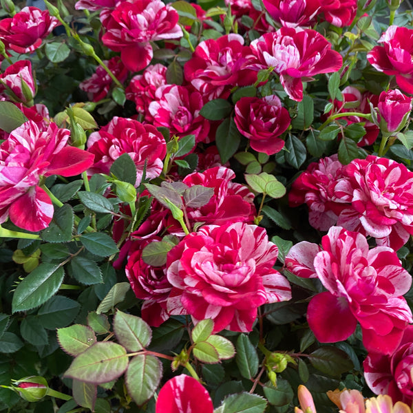 Trandafiri pitici Rosa Gigi™ Parade flori parfumate