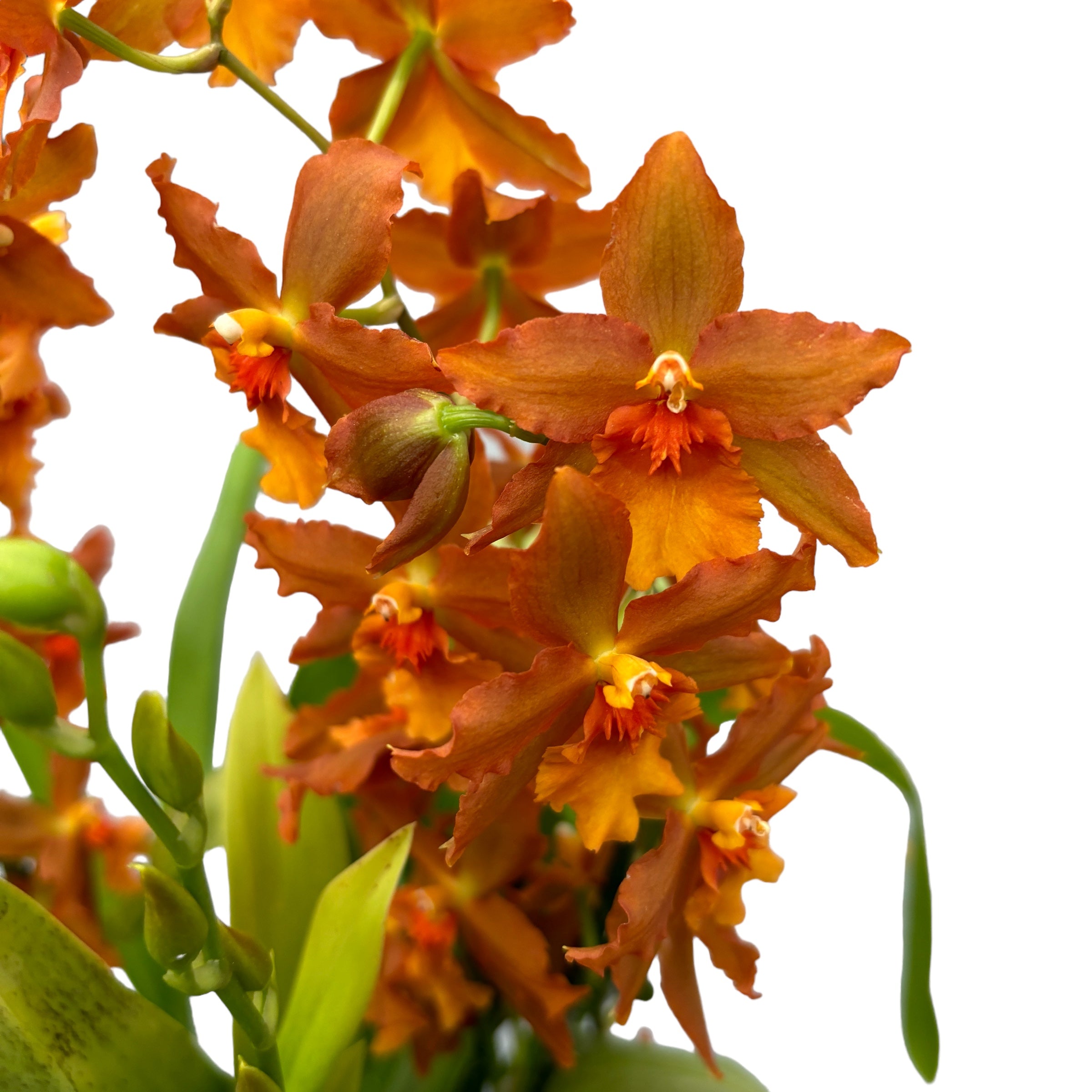 Oncidium Catatante - exemplaire XXL – Secret Garden Plant Shop