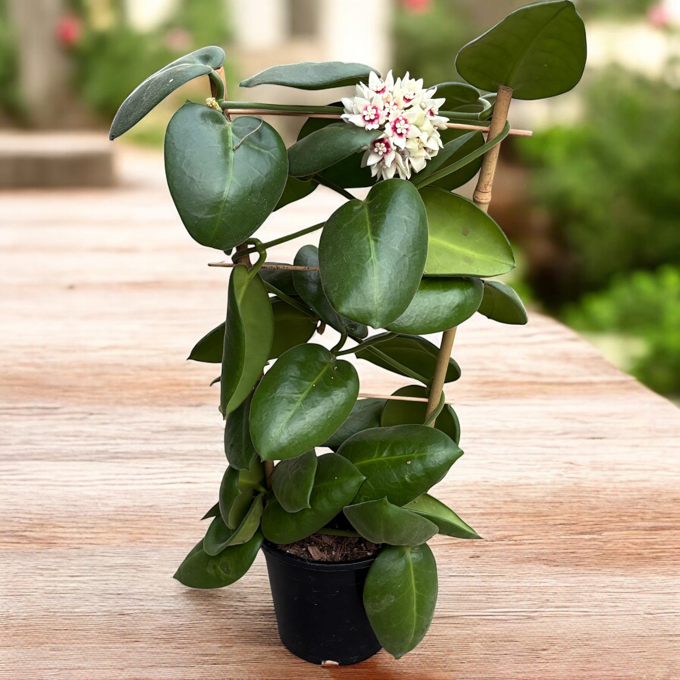 p様　HOYA2種 Hoya calycina 'Stargazer' - exemplare XL - cea mai parfumata Hoya