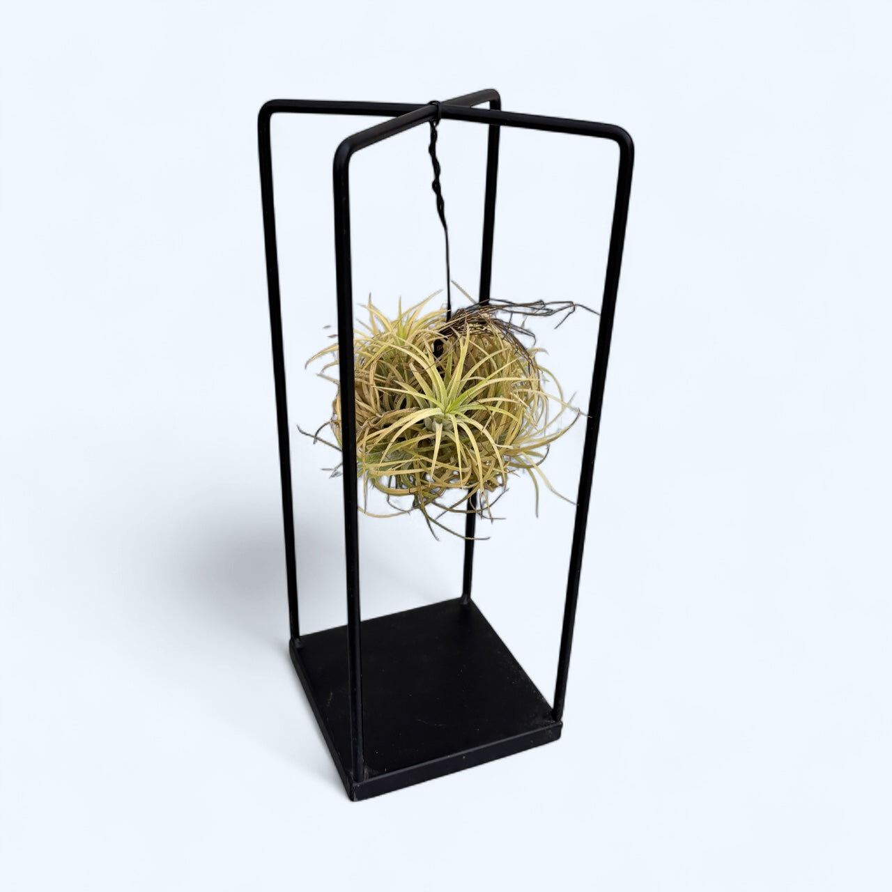 Tillandsia Magic Ball In Sierkring – Luchtplant – Onderhoudsvriendelijk – 30 Cm Hoog – Geen Aarde Nodig – Stijlvolle Groene Decoratie Voor Binnen – Met 30 Dagen Gezondheidsgarantie