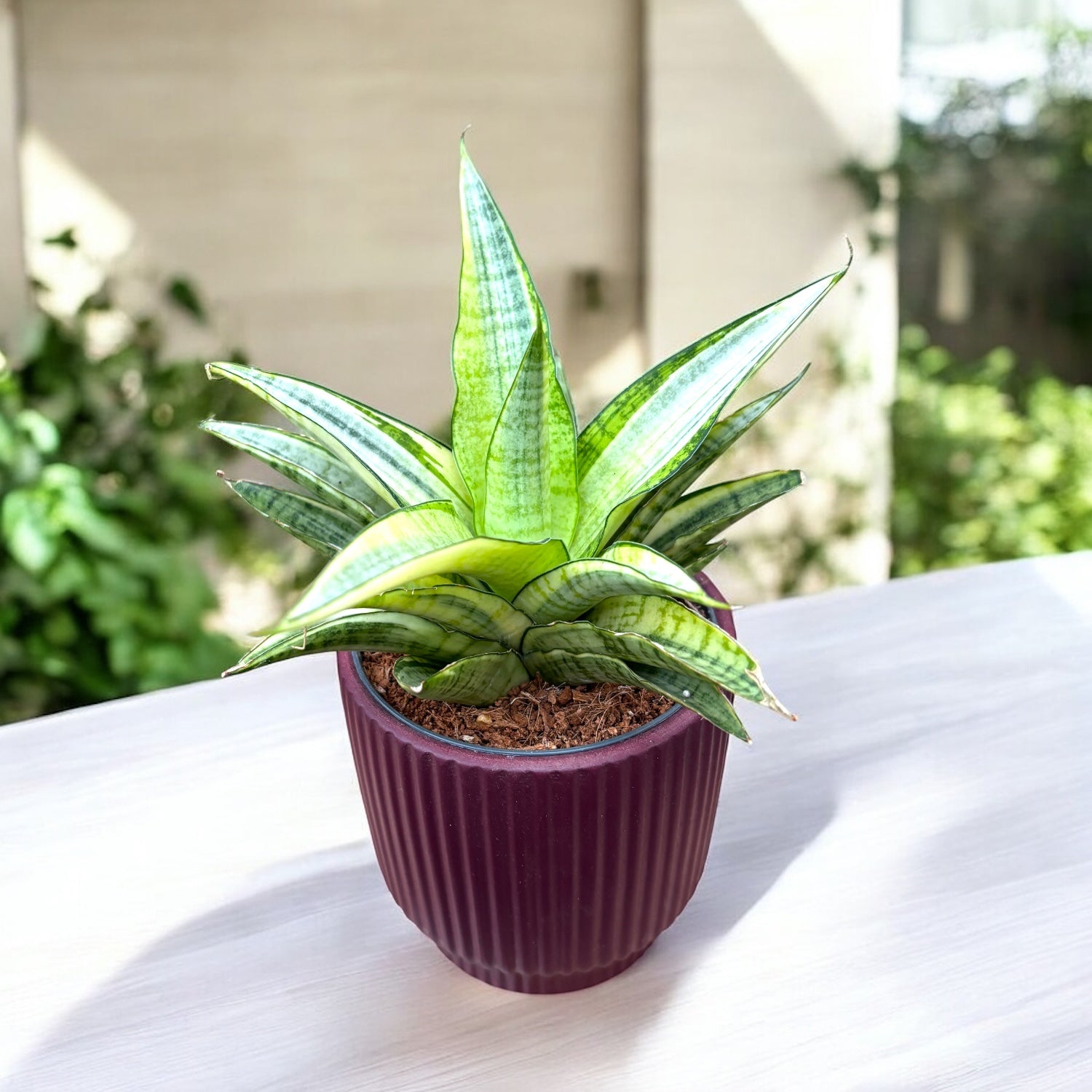 Sansevieria 'Gabriella White' Variegated – eleganta minimalista