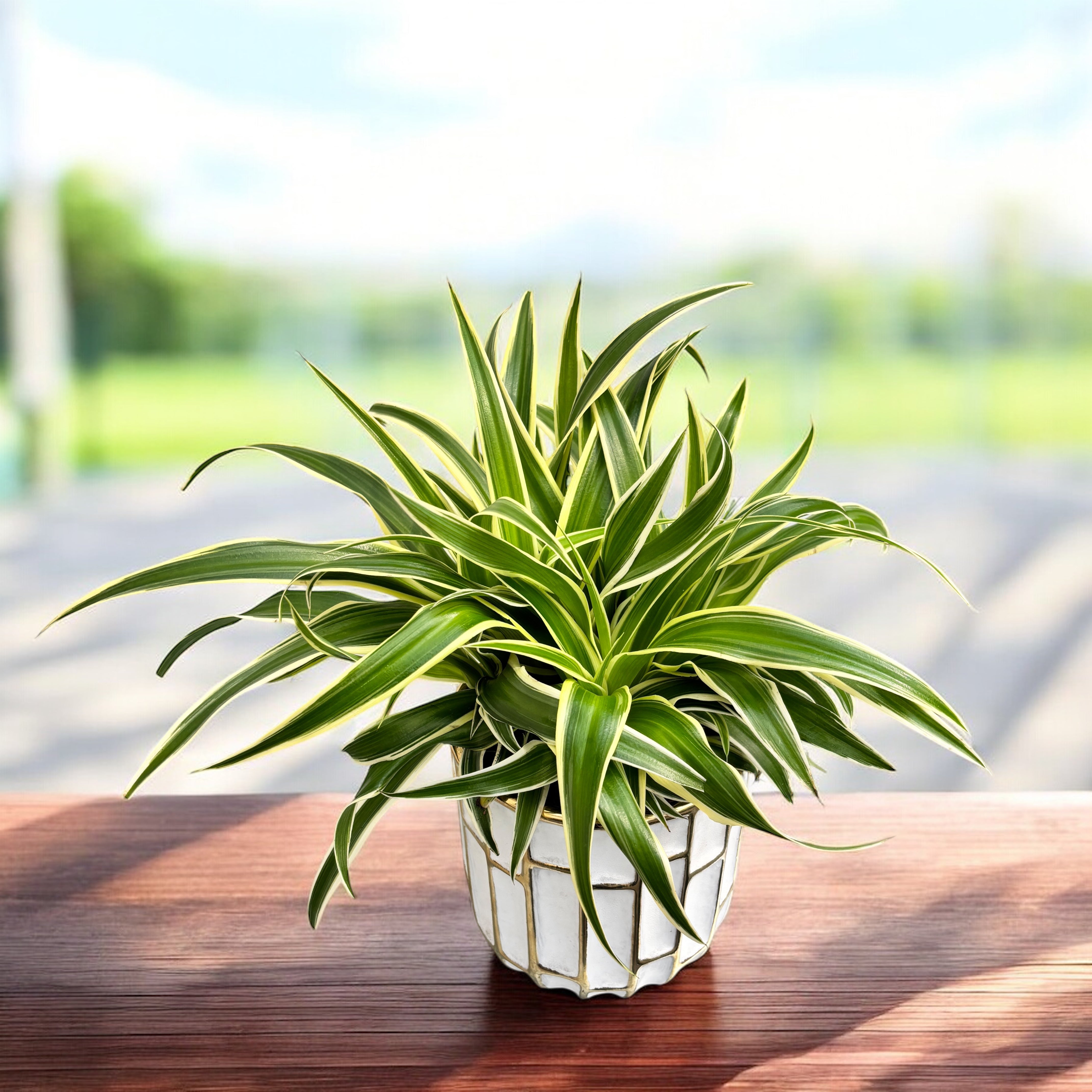 planta de interior que purifica el aire Chlorophytum laxum