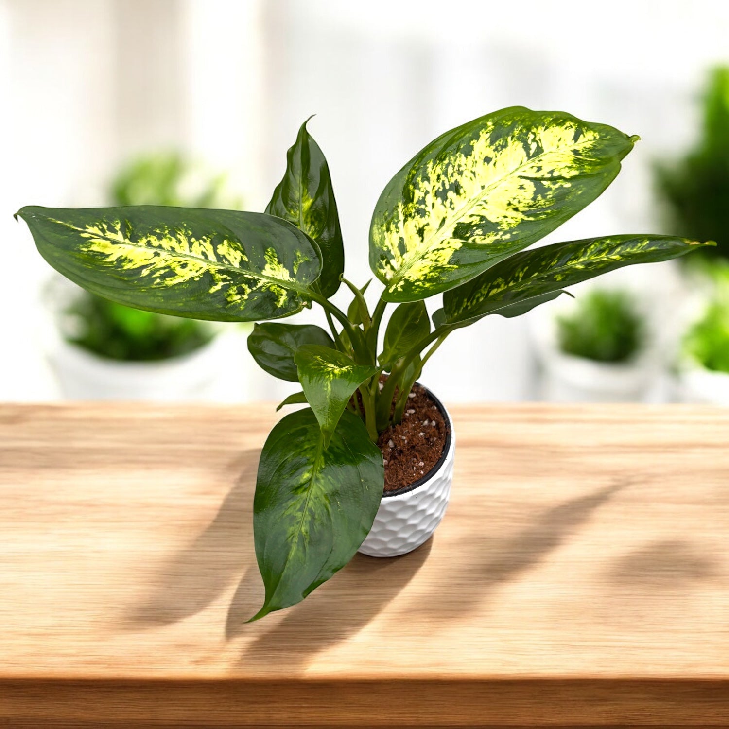dieffenbachia compacta ingrijire Dieffenbachia 'Compacta' – planta de interior compacta cu frunzis vari –  Secret Garden Plant Shop