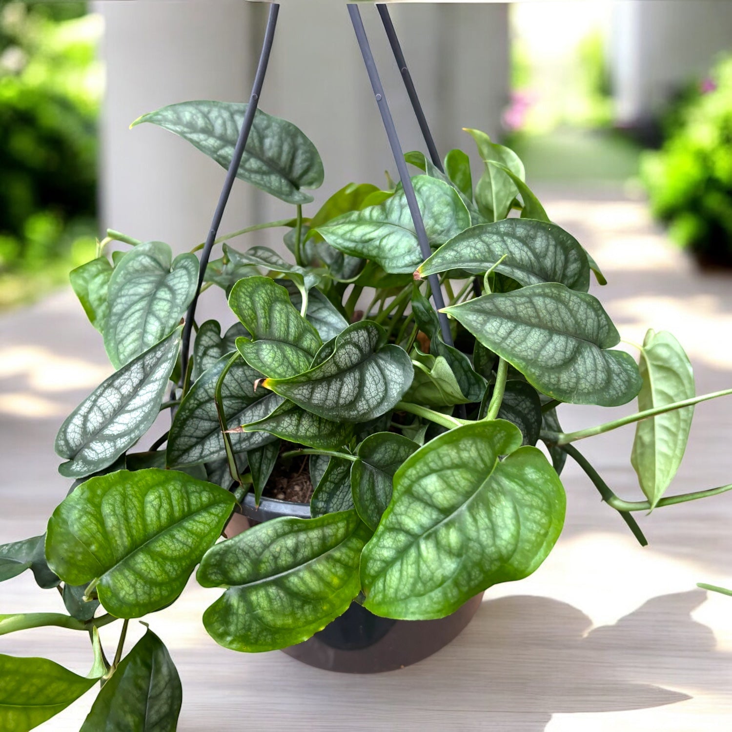 【その他（99）】CANTY HYPER MONSTERA Monstera Siltepecana (Silver Monstera) XL - frunzis exotic cu