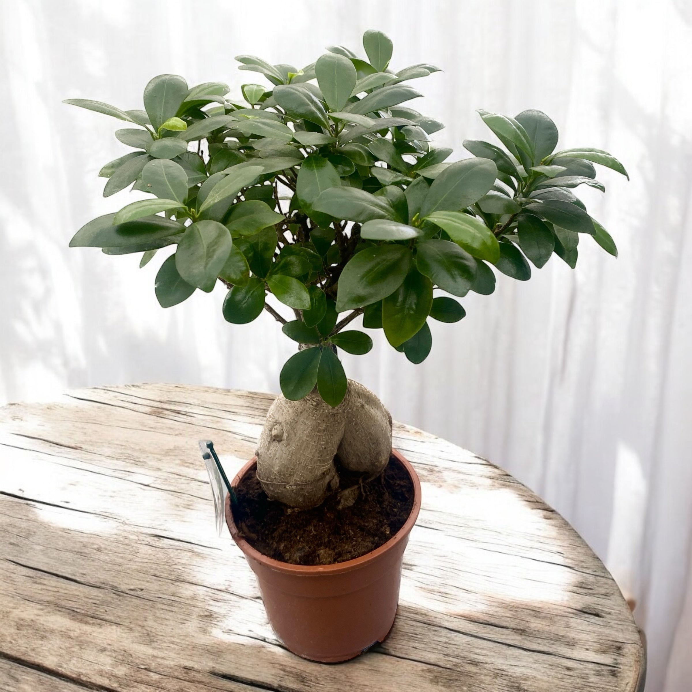 Ficus Ginseng bonsai H45 cm – Secret Garden Plant Shop