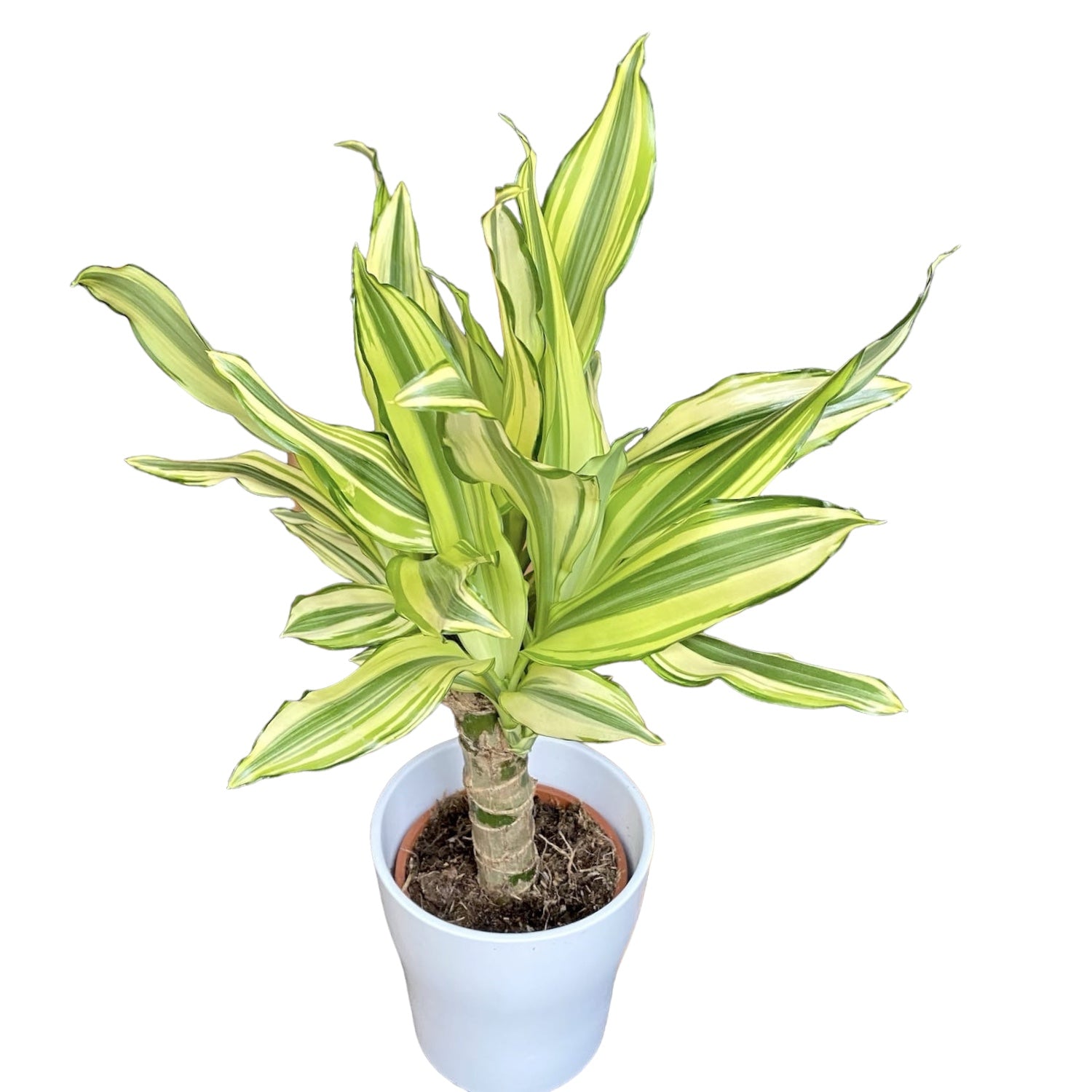 Dracaena Yellow Coast – Secret Garden Plant Shop