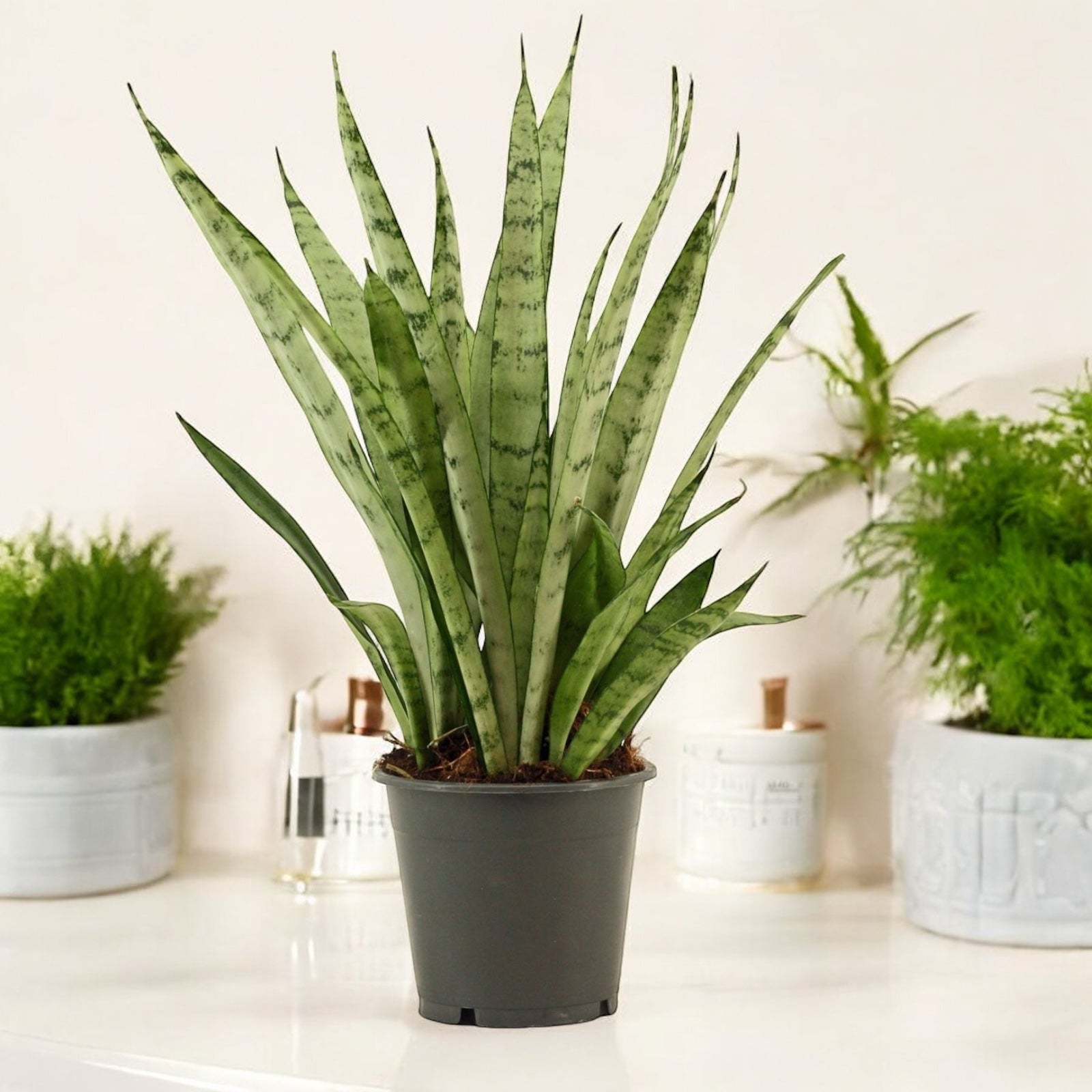 Sansevieria 'Ezüst Hercegnő' – Secret Garden Plant Shop