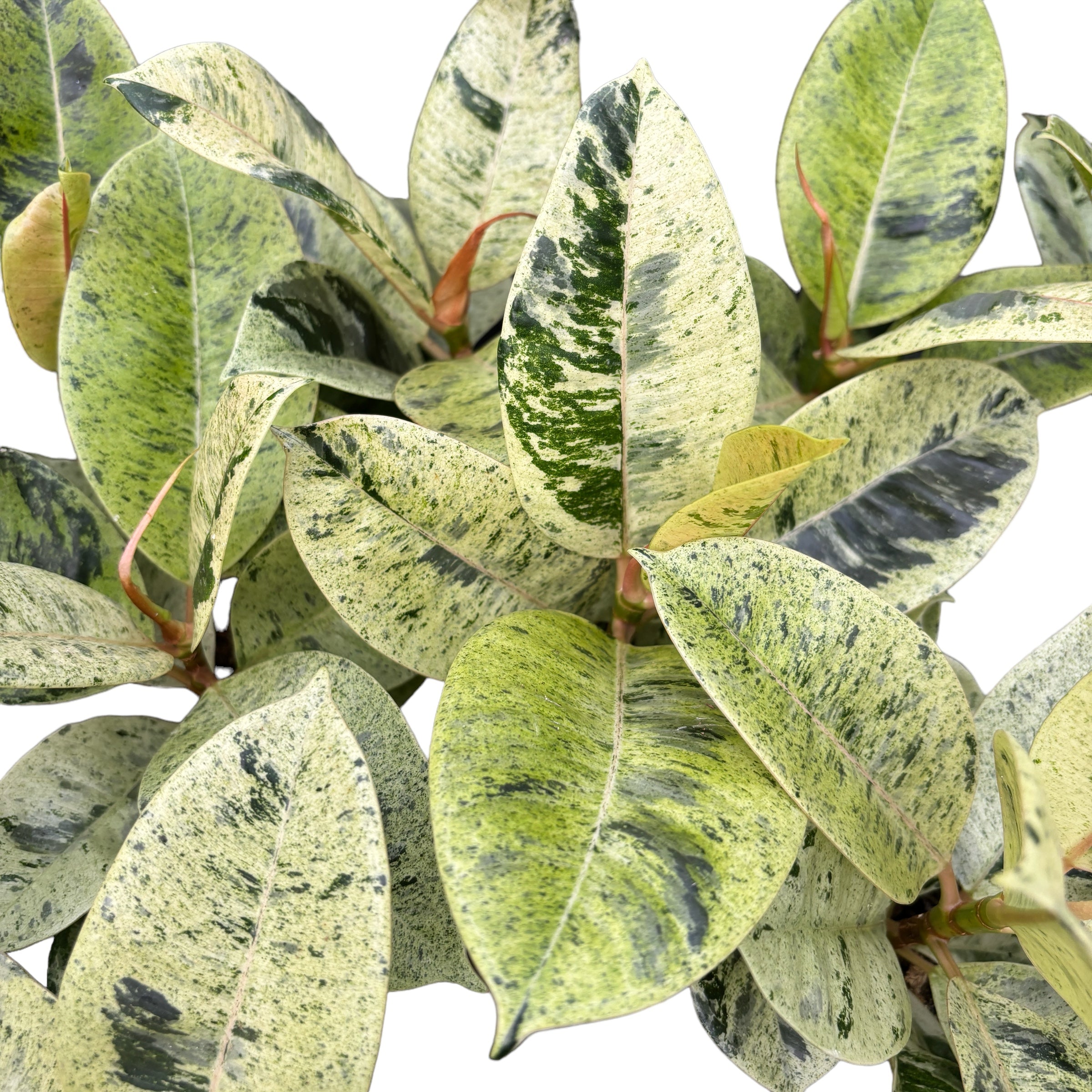 10+ Variegated Ficus Elastica Ficus elastica 'Shivereana' ('Moonshine', 'Variegata') – Floraria