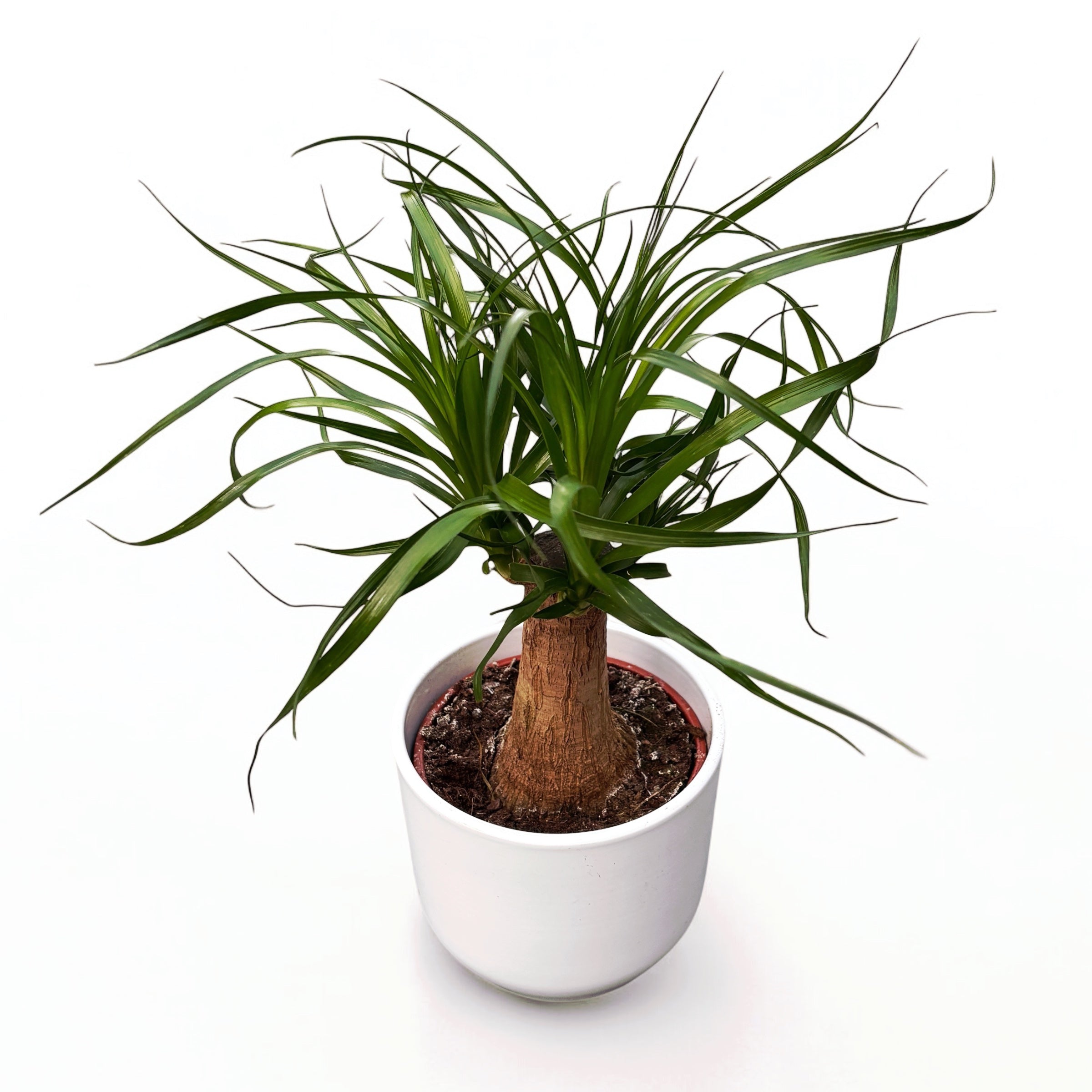 Beaucarnea (Nolina) – Piede Di Elefante, Pianta Da Interno Con Tronco Dritto, Vaso 19cm, Altezza 60-80cm