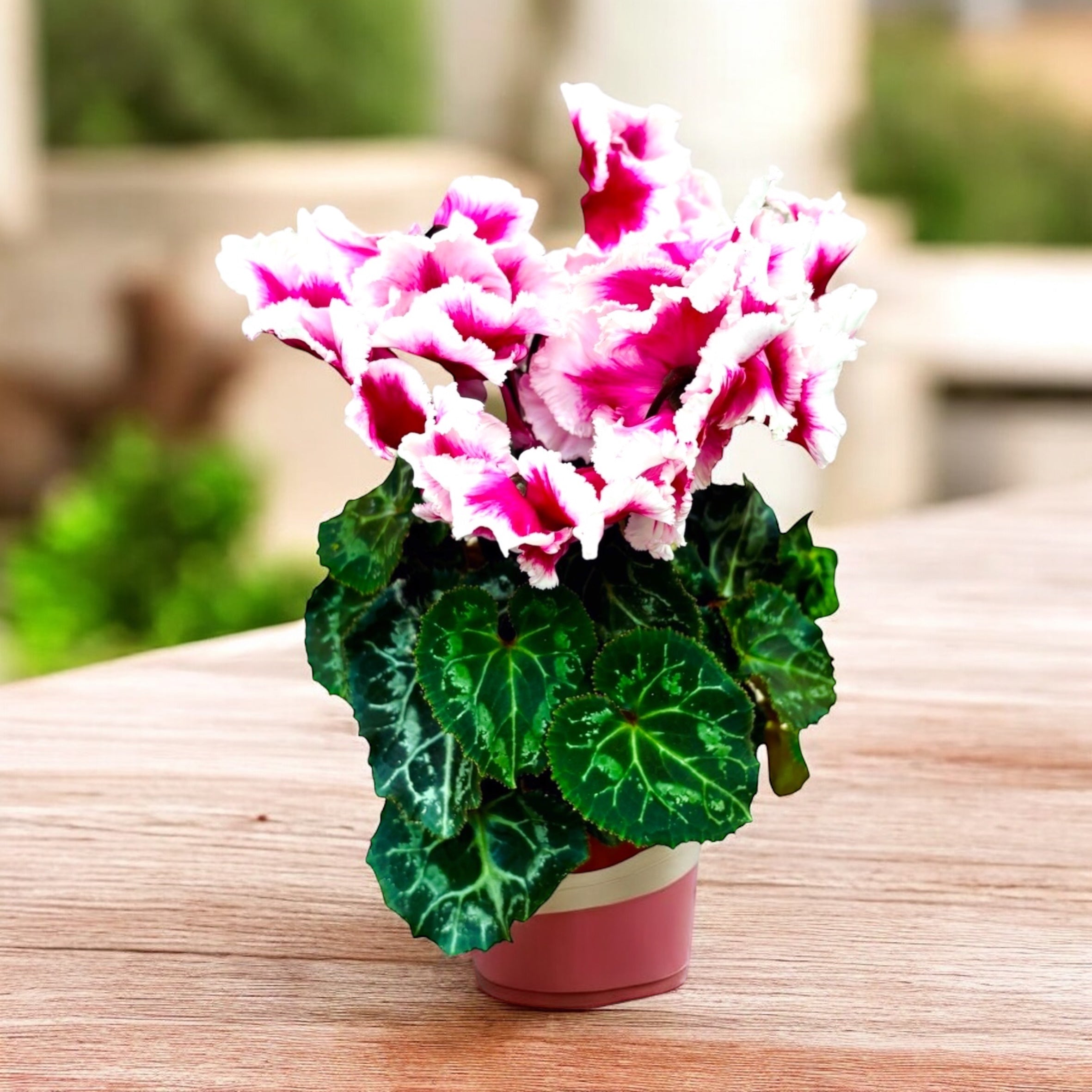 Cyclamen Abanico mix – Secret Garden Plant Shop