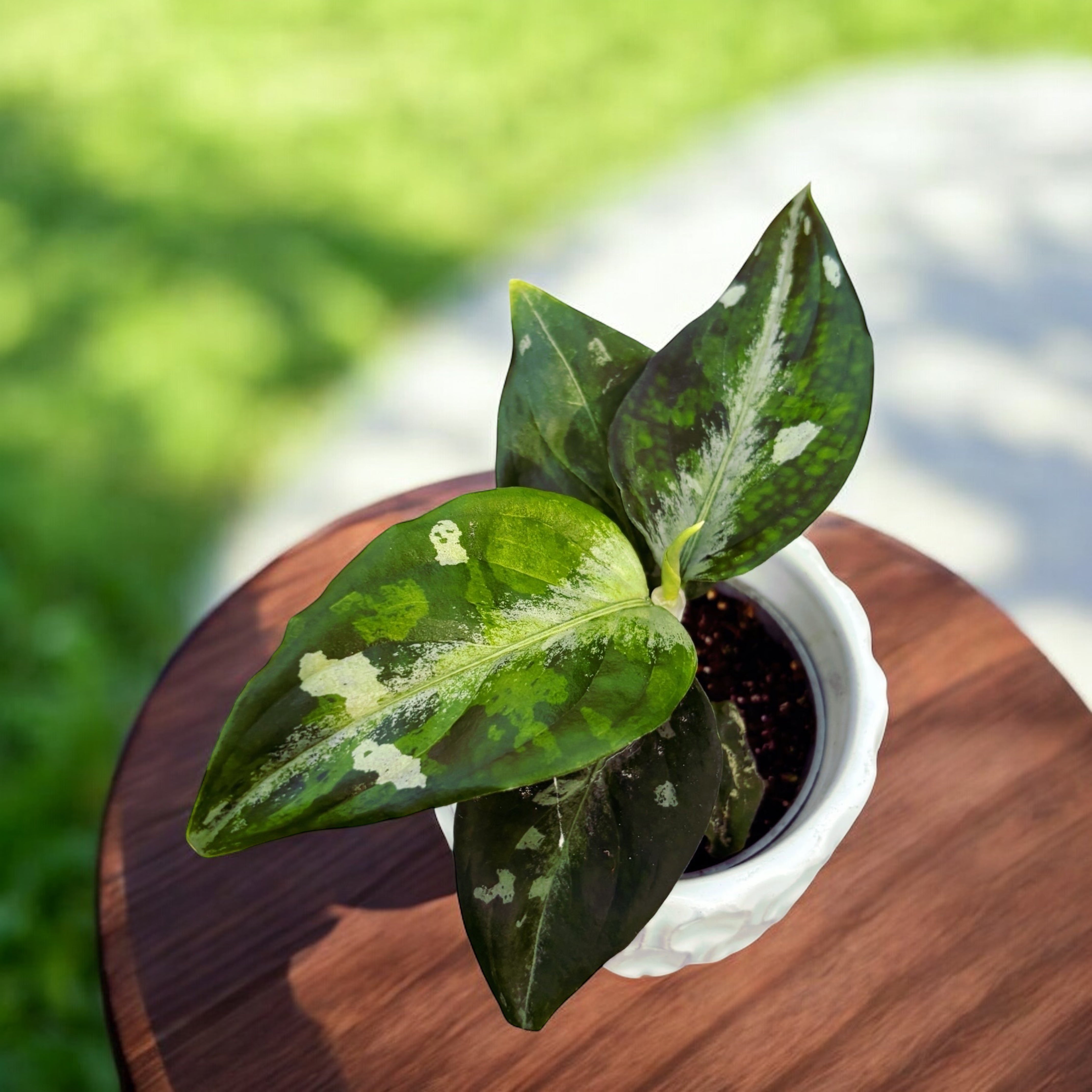 aglaonema pictum tricolor cuidados Aglaonema pictum 'Tricolor' (planta bebé) – Secret Garden Plant Shop