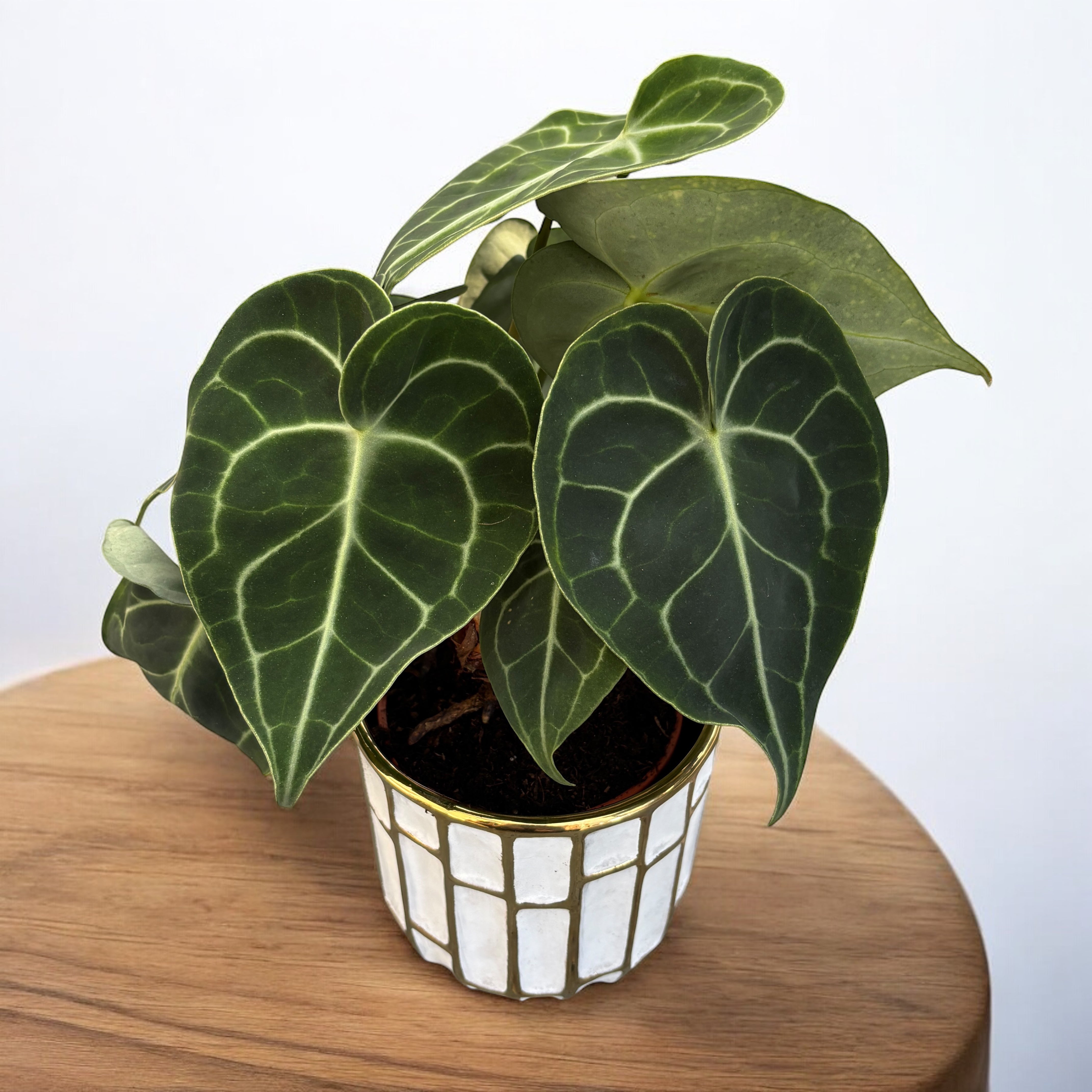 Anthurium clarinervium