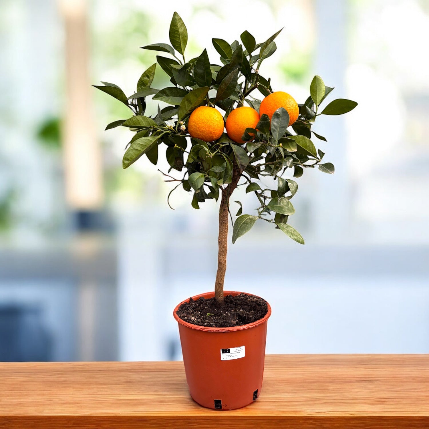 Citrus sinensis 'Arancio'