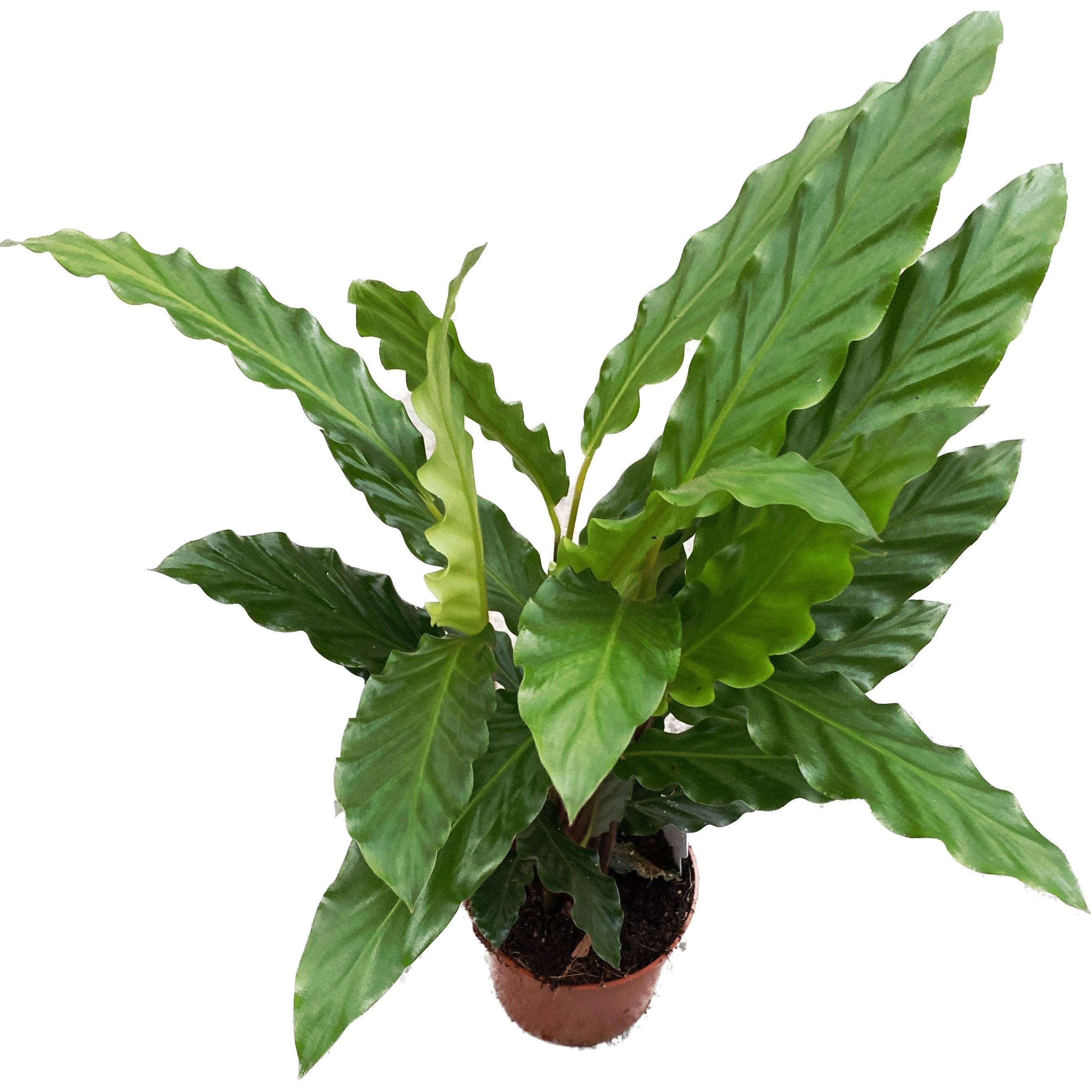 Calathea rufibarba 'Blue Grass' – Secret Garden Plant Shop