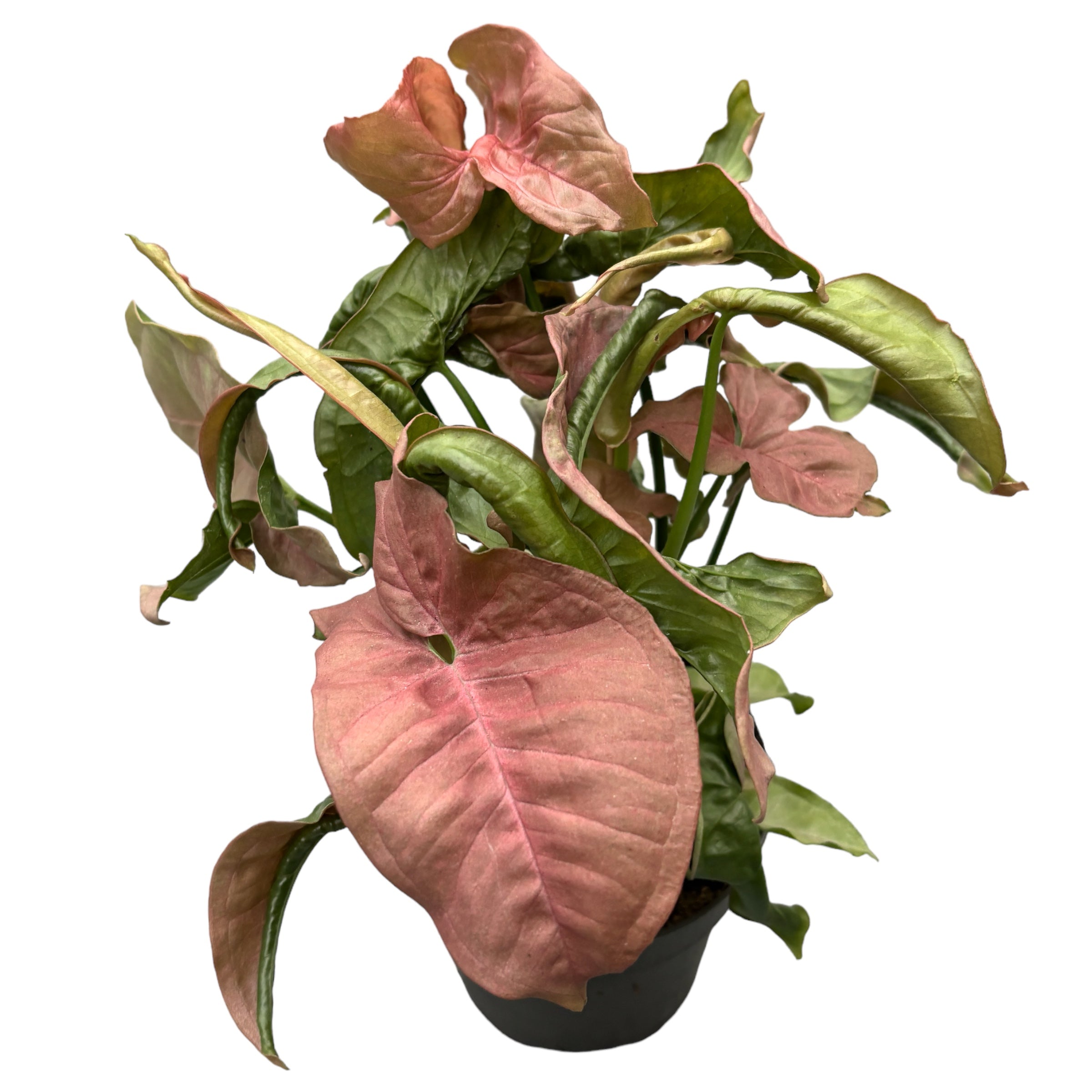 Syngonium podophyllum Pink – Secret Garden Plant Shop