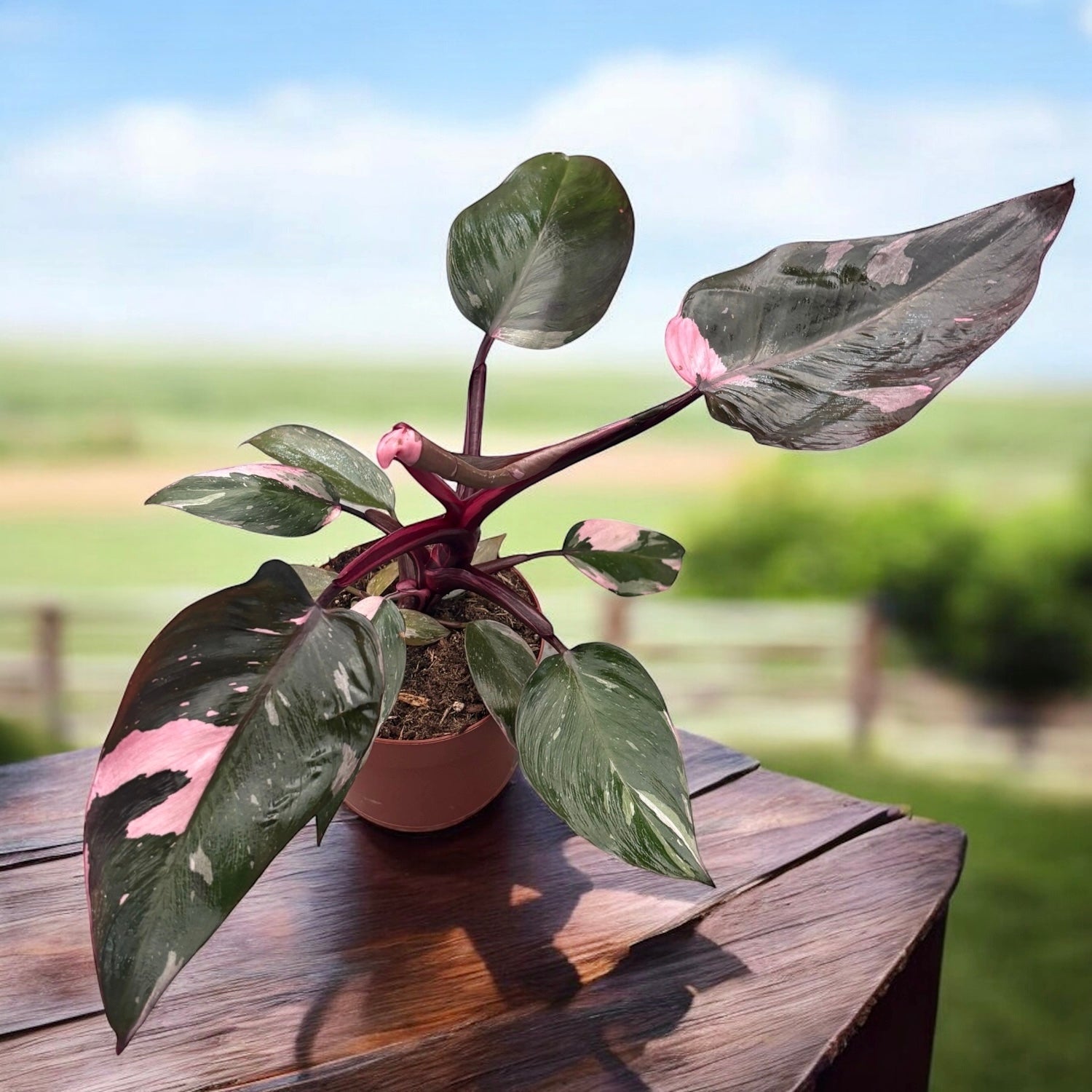 Philodendron 'Pink Princess' D12 – Secret Garden Plant Shop