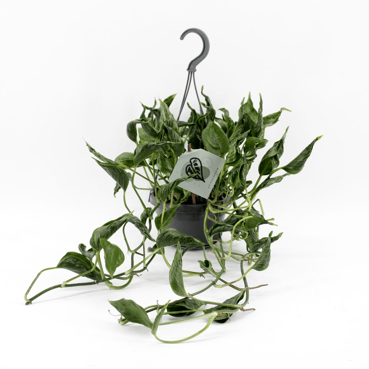 godzilla pothos plant Epipremnum aureum 'Shangri La' (Pothos Godzilla)