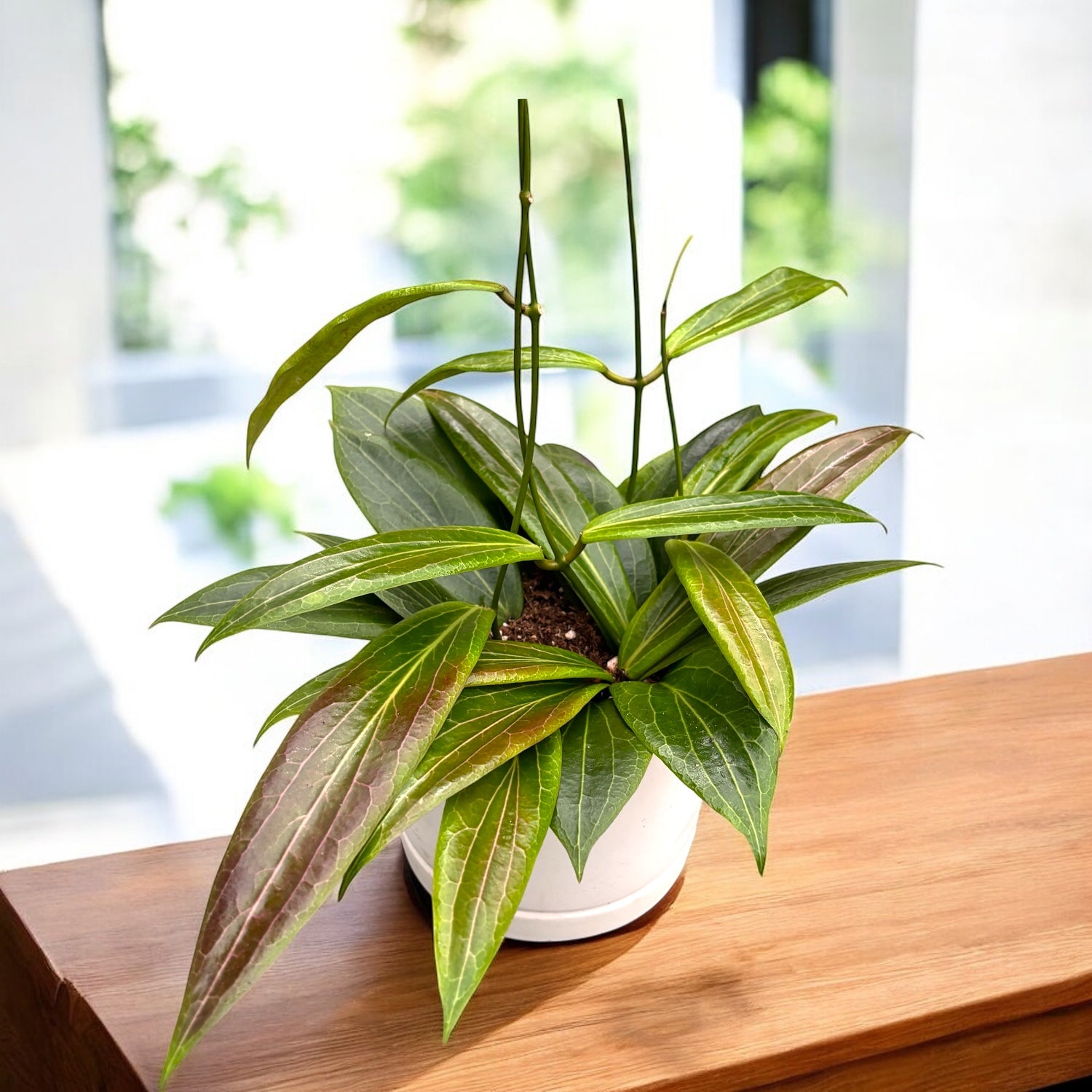 Hoya soligamiana D12 (2-3 plante/ghiveci) – Secret Garden Plant Shop
