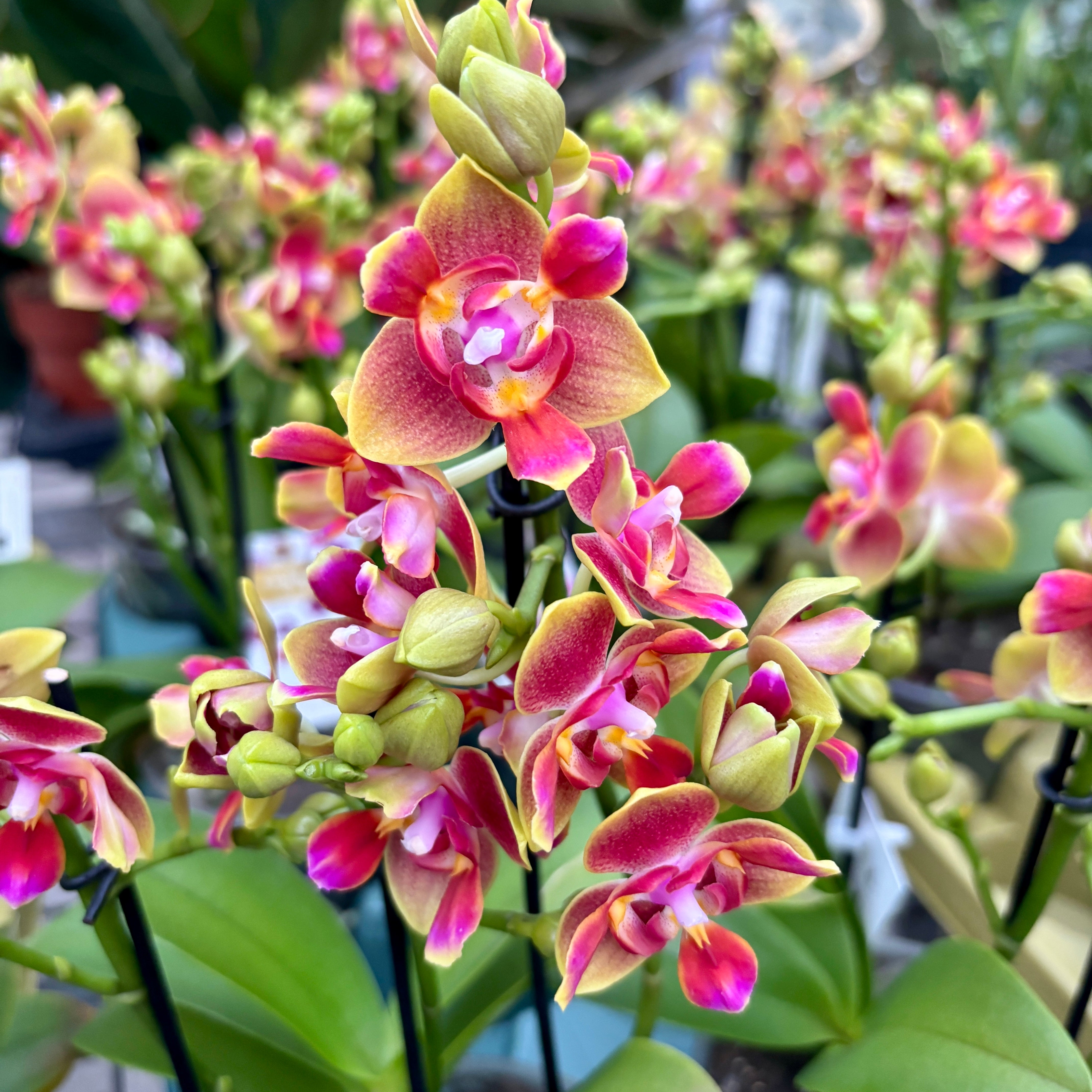 Phalaenopsis Rising Sun - flori pelorice & parfumate – Secret