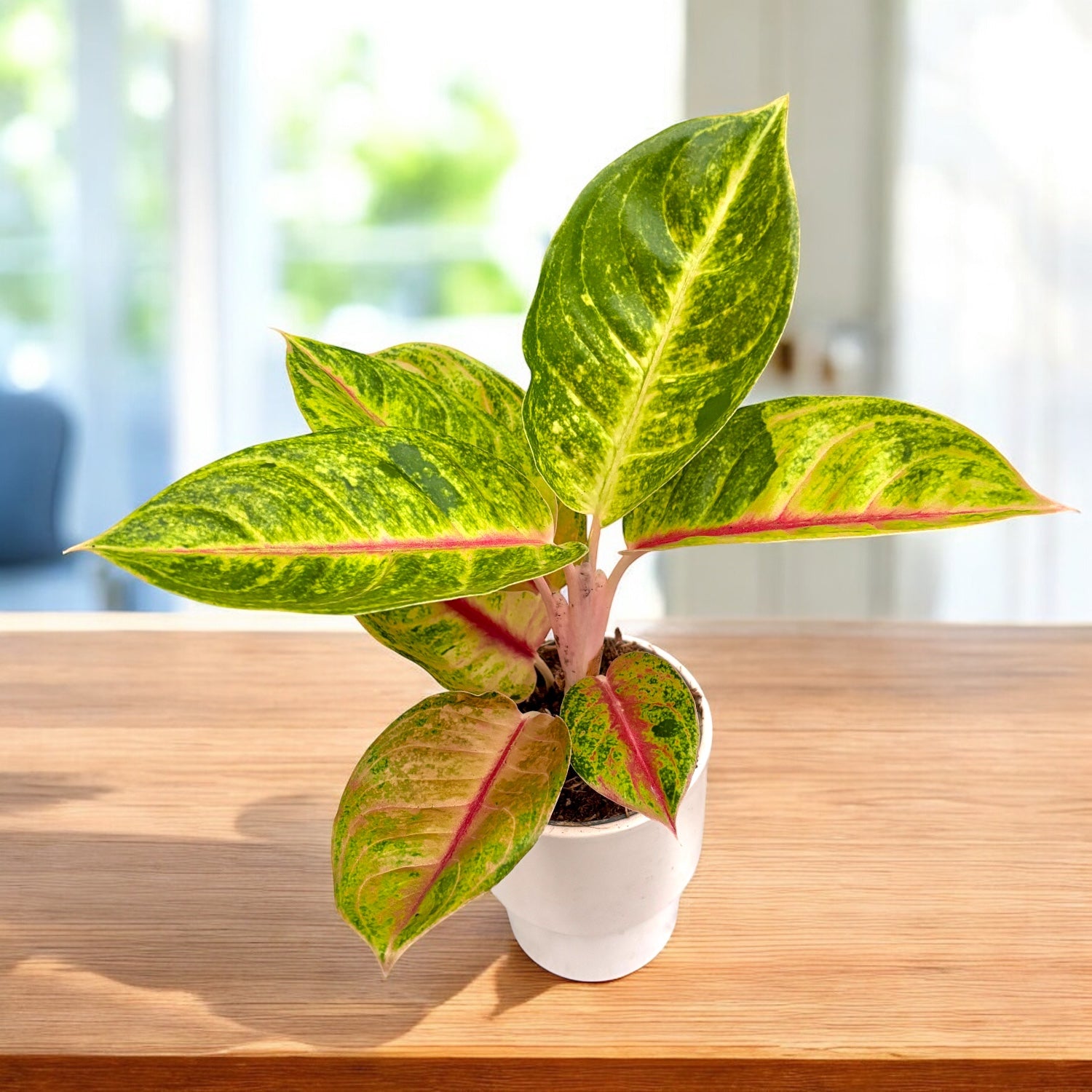 aglaonema rosa cura Aglaonema 'Iguana Red' – Secret Garden Plant Shop