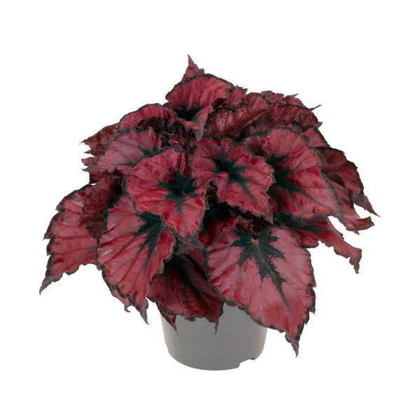 Begonia 'Kohala Red' - 3 plants/pot