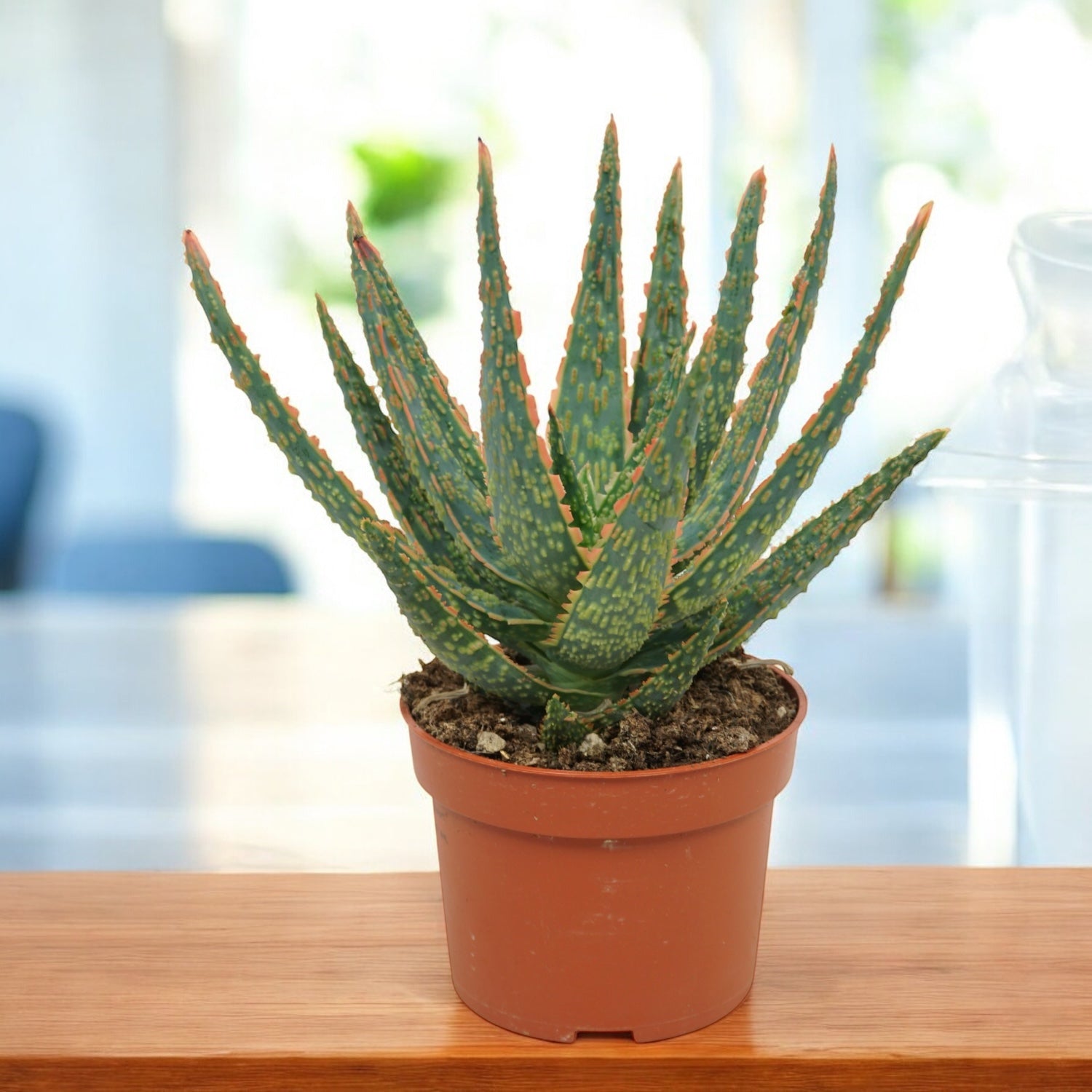 Aloe zebrina Danyz  Secret Garden Plant Shop