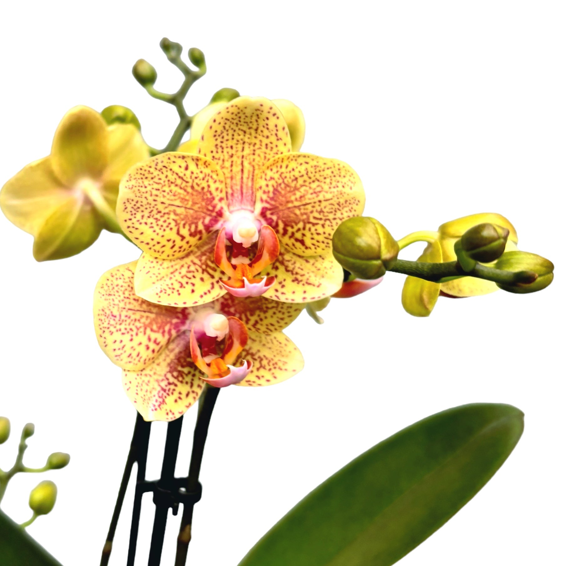 Phalaenopsis Chad  Secret Garden Plant Shop