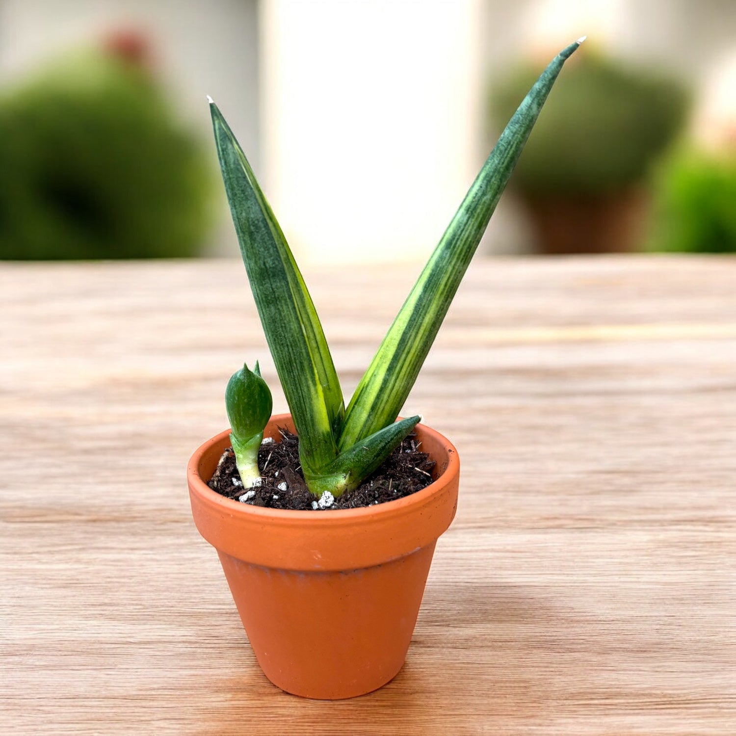 sansevieria cylindrica precio Sansevieria cylindrica 'Boncel Variegata' D8