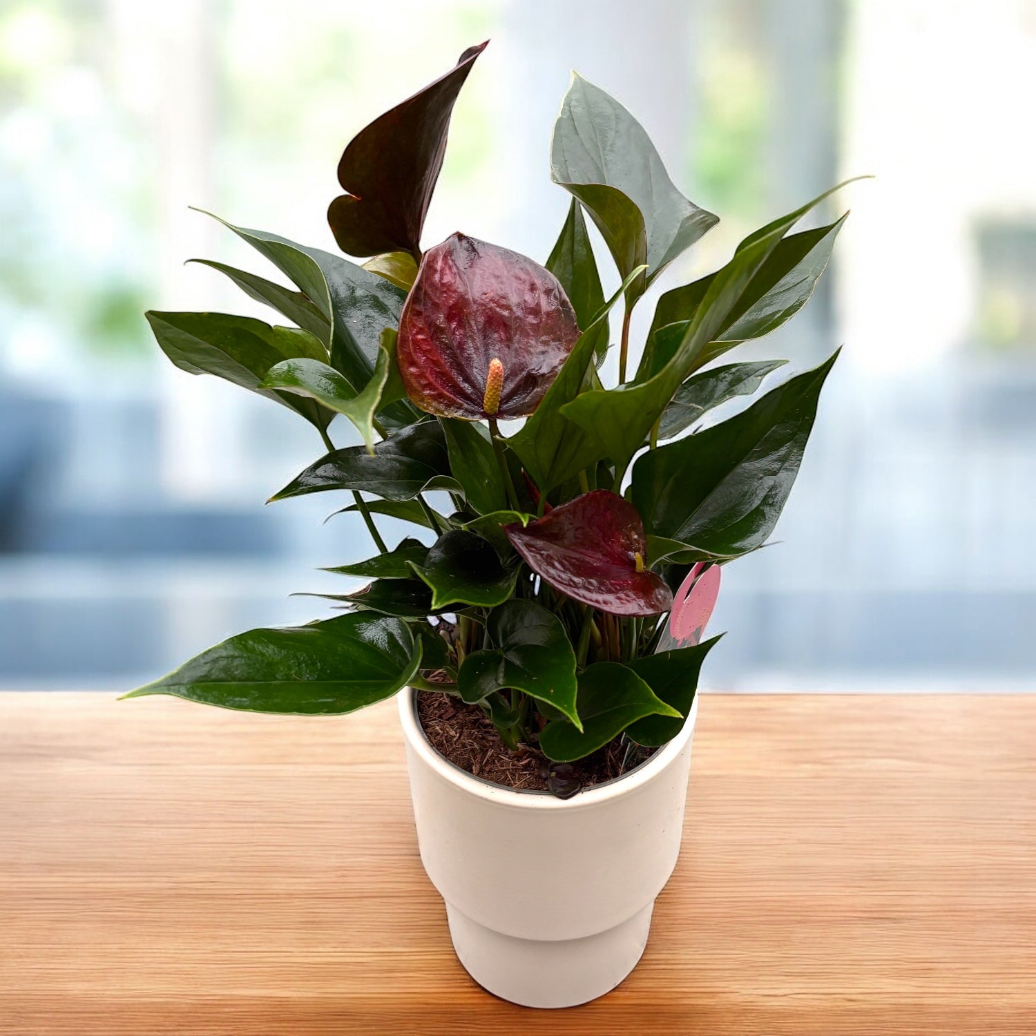 Anthurium Black Paris - spectacular flowers – Secret Garden Plant Shop