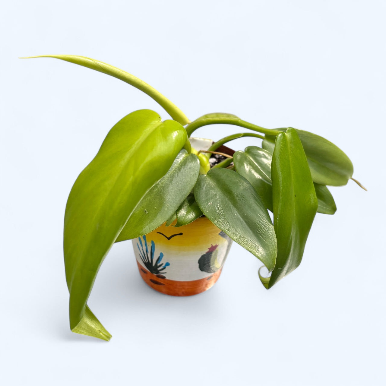 philodendron aurea gold Philodendron Bipennifolium Aurea (Gold Violin) *babyplant – Secret Garden Plant Shop