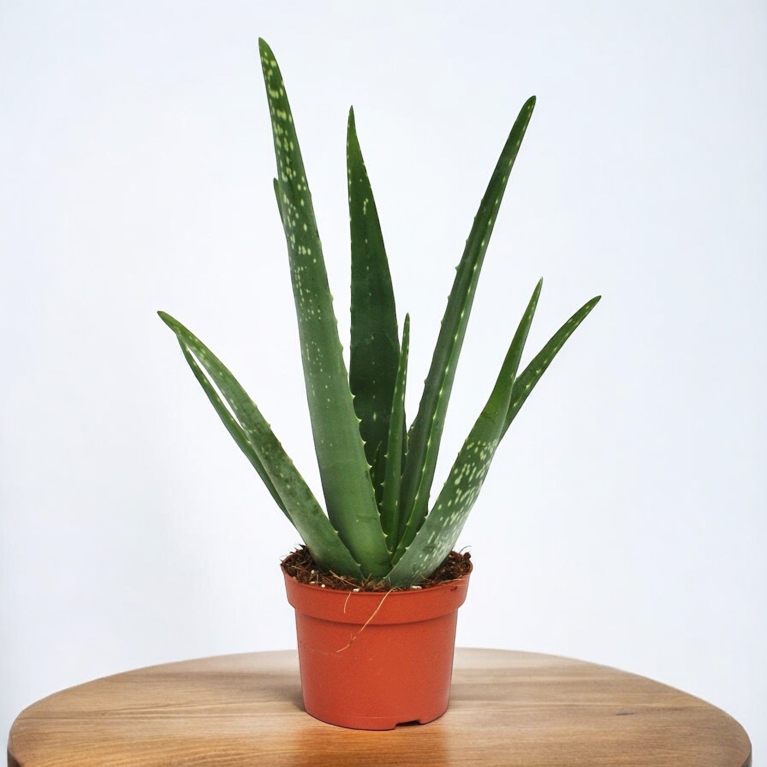 miracle plant aloe vera Aloe Vera Barbadensis
