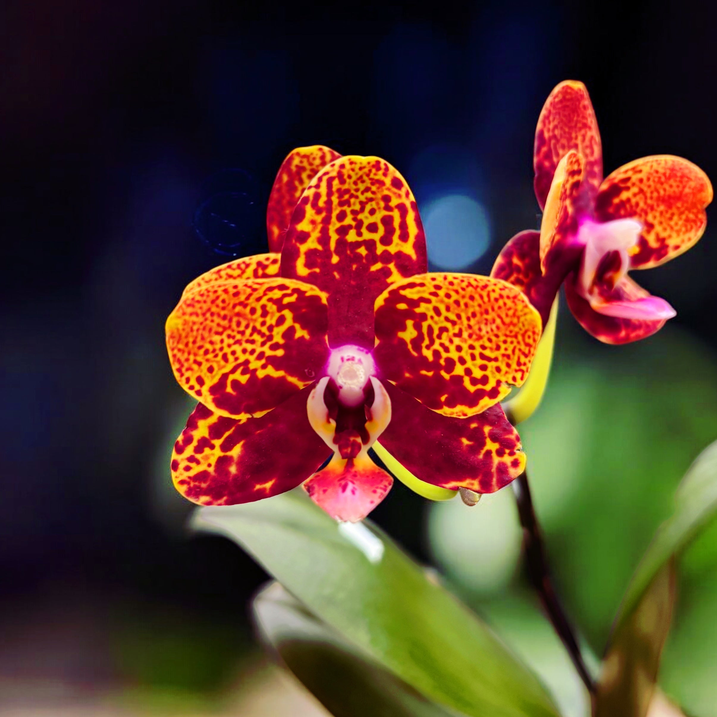 Reyoung GC Lava Plant Garden Secret Phalaenopsis Phal. Shop