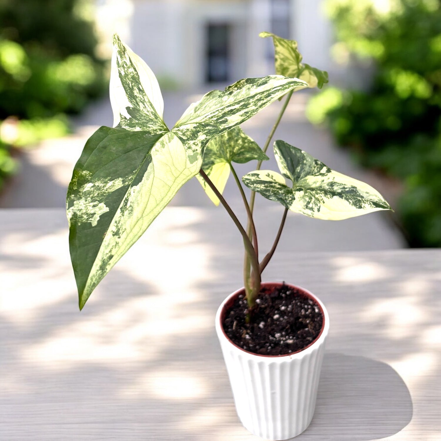 Syngonium podophyllum 'Variegata' – Secret Garden Plant Shop