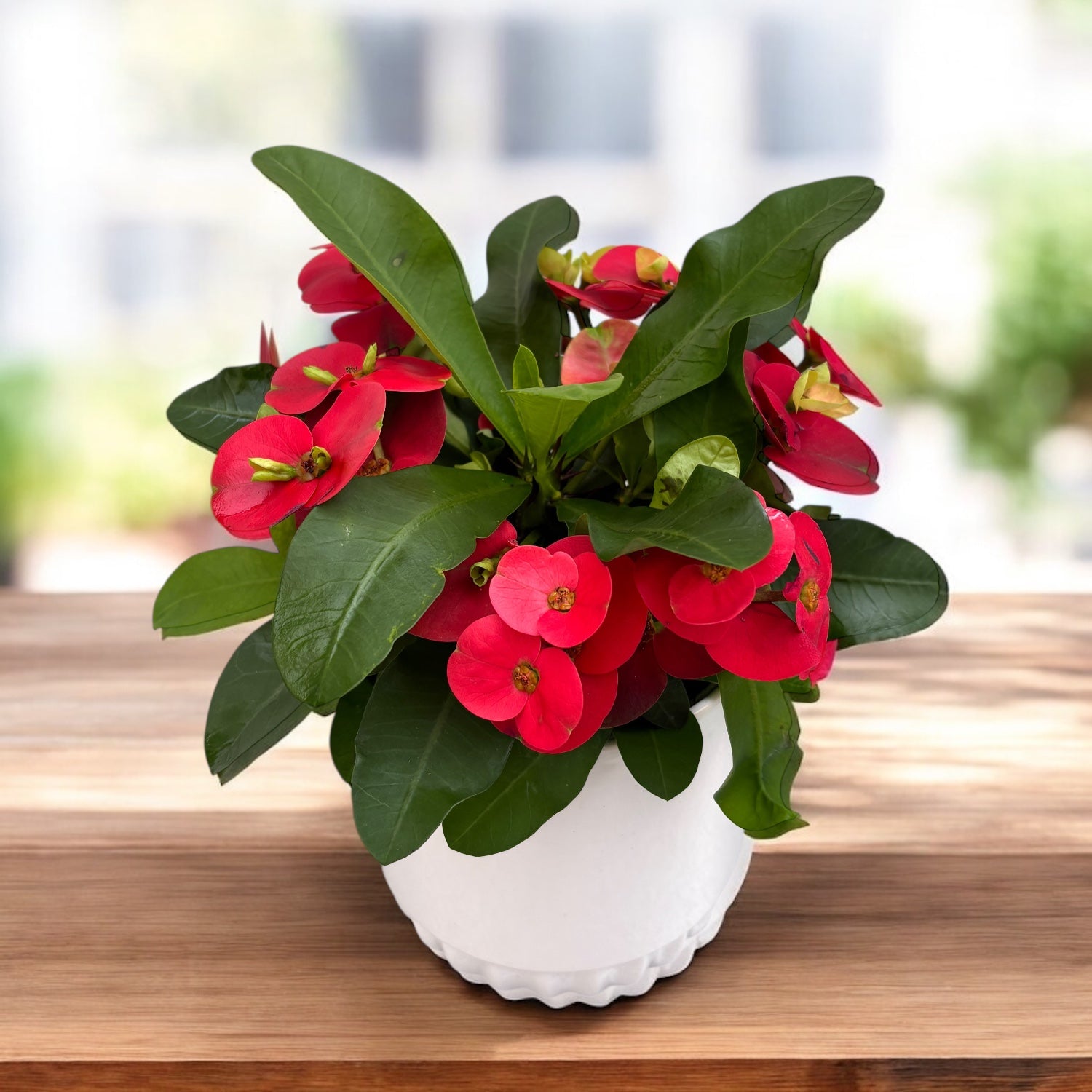 Euphorbia (Milii Grp) 'Cardinal'