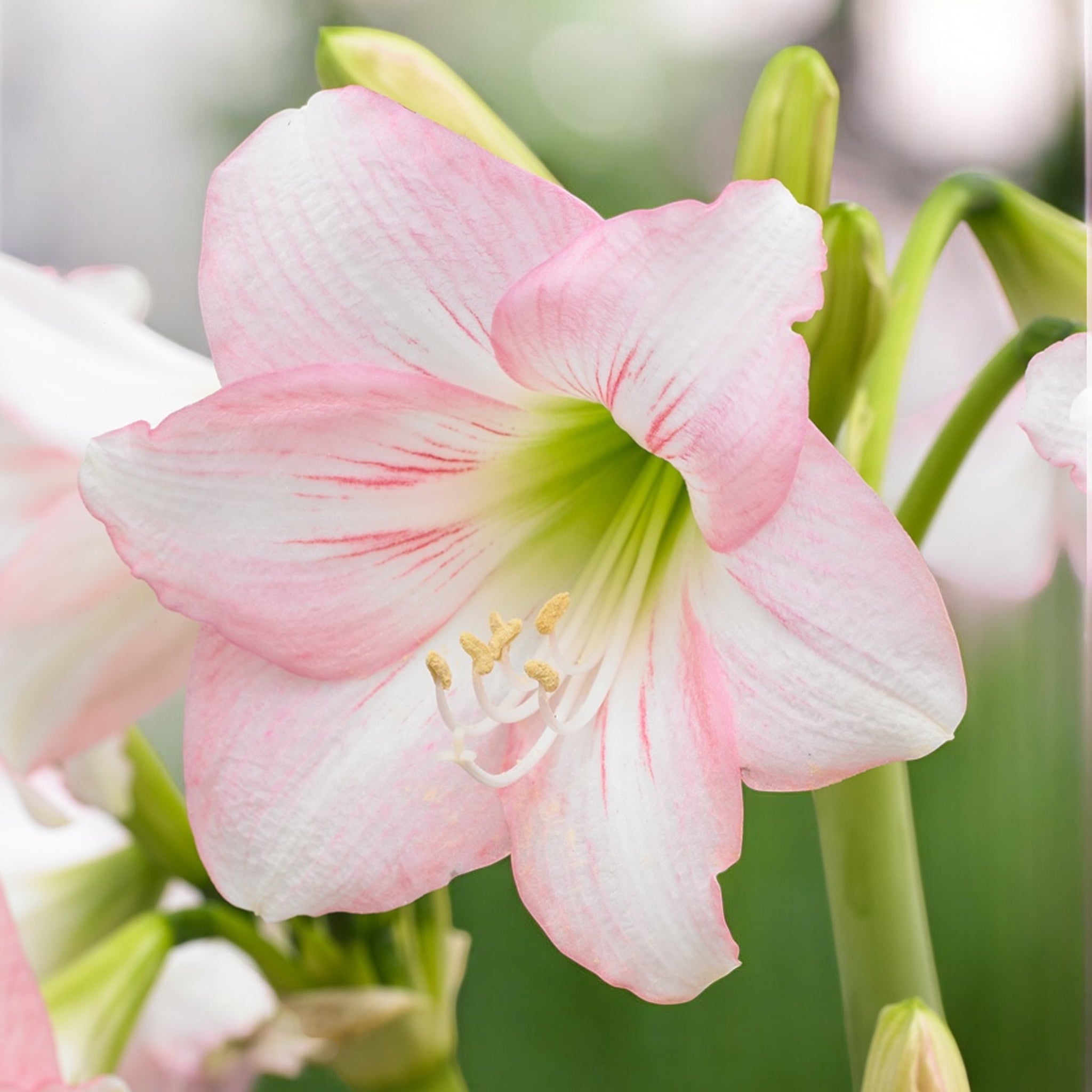Amaryllis (Hippeastrum) 'Sonatini Pink' – Secret Garden Plant Shop
