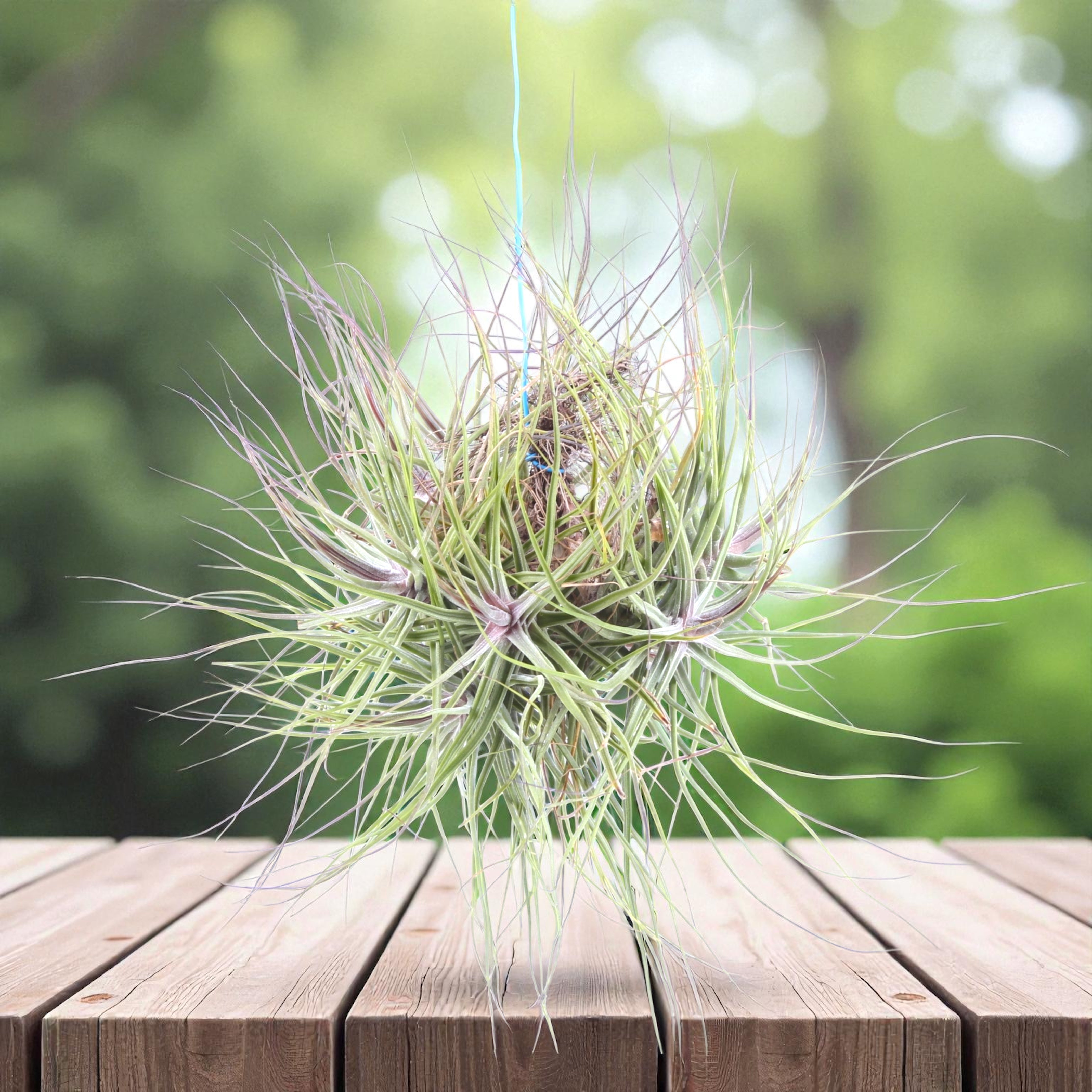 schiedeana air plant Tillandsia Schiedeana Air Plant Clumps – Secret Garden Plant Shop