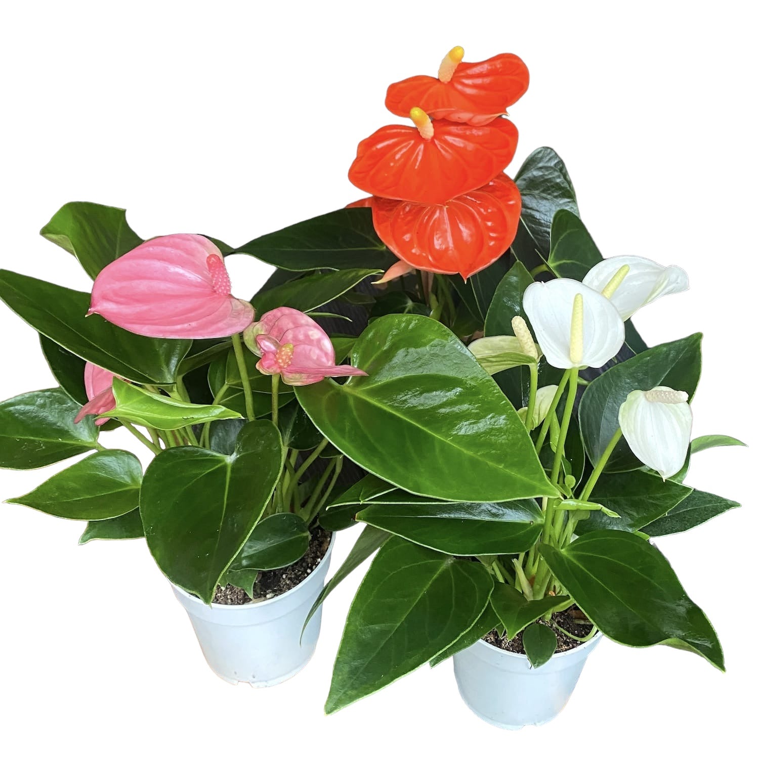 anthurium flamingo mix Anthurium mix (floarea flamingo) – Secret Garden Plant Shop