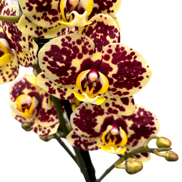 Phalaenopsis 'Limited #26’