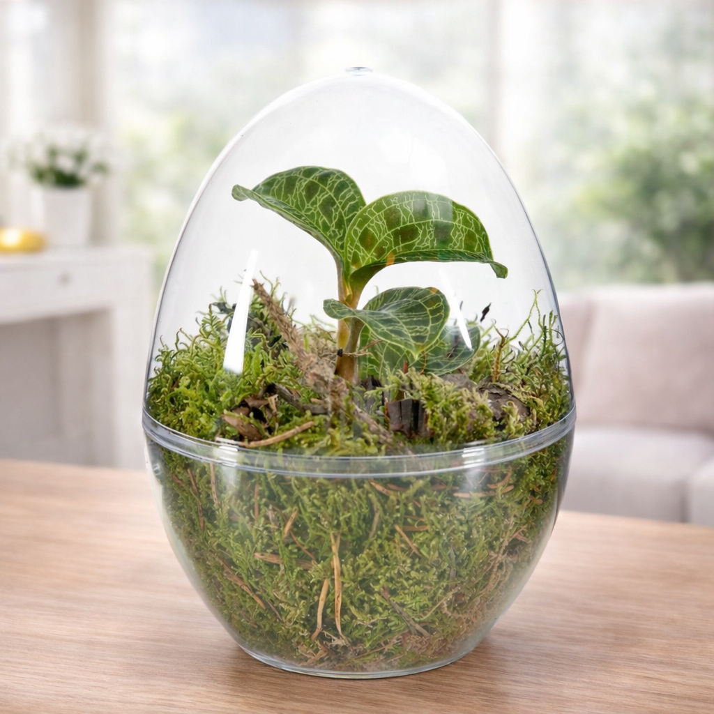 Ecosysteem met Macodes petola (Makkelijk te verzorgen terrarium)  Secret  Garden Plant Shop