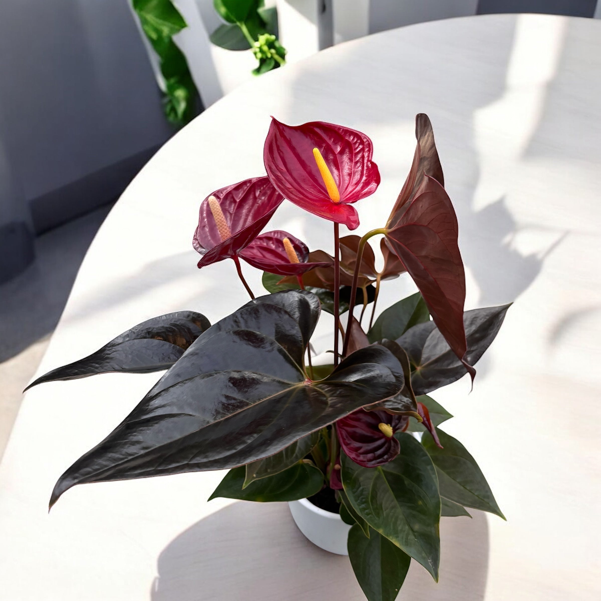 Anthurium Andreanum Delicata – Secret Garden Plant Shop
